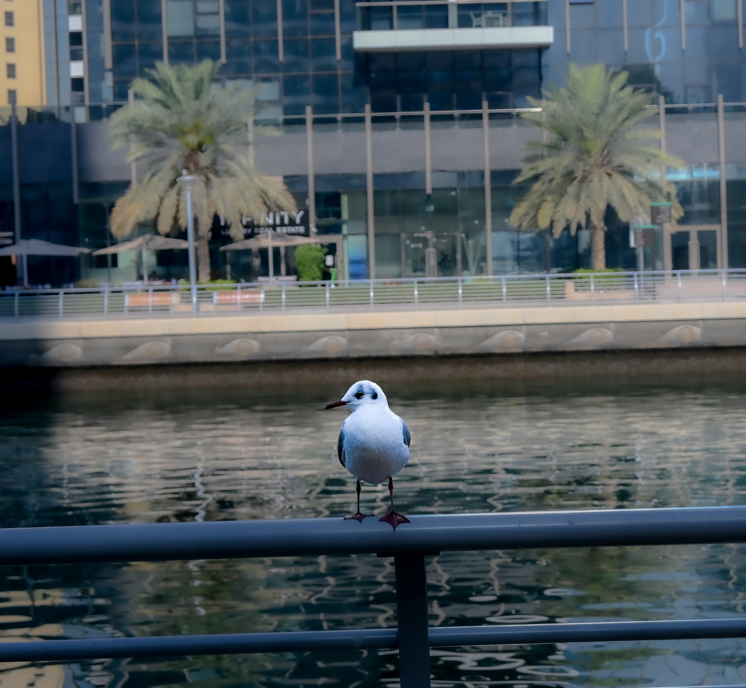 Простые фотографии. Captain Eye Dubai