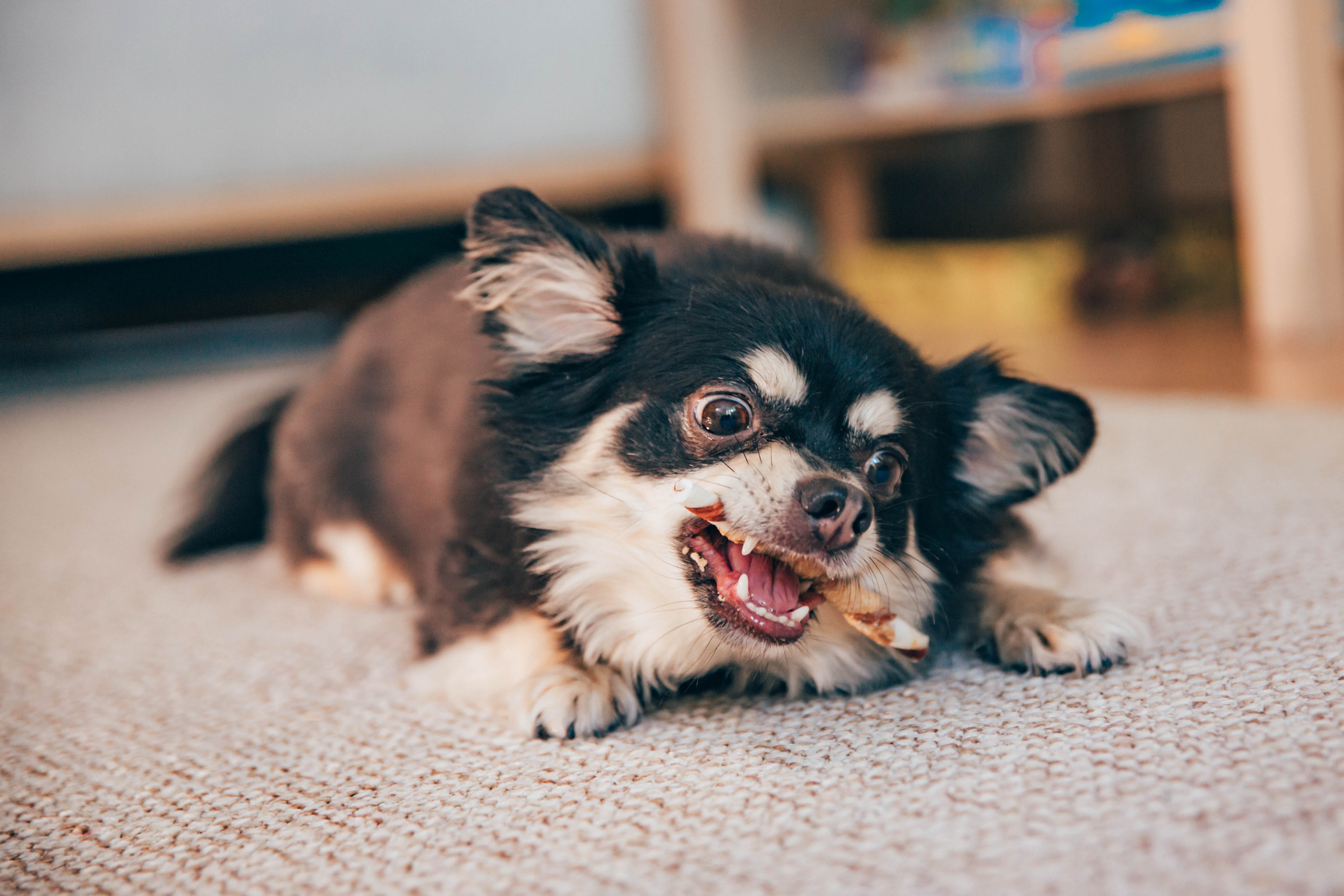 Julia’s family. Portrait family photographer in Berlin Elena Zakh