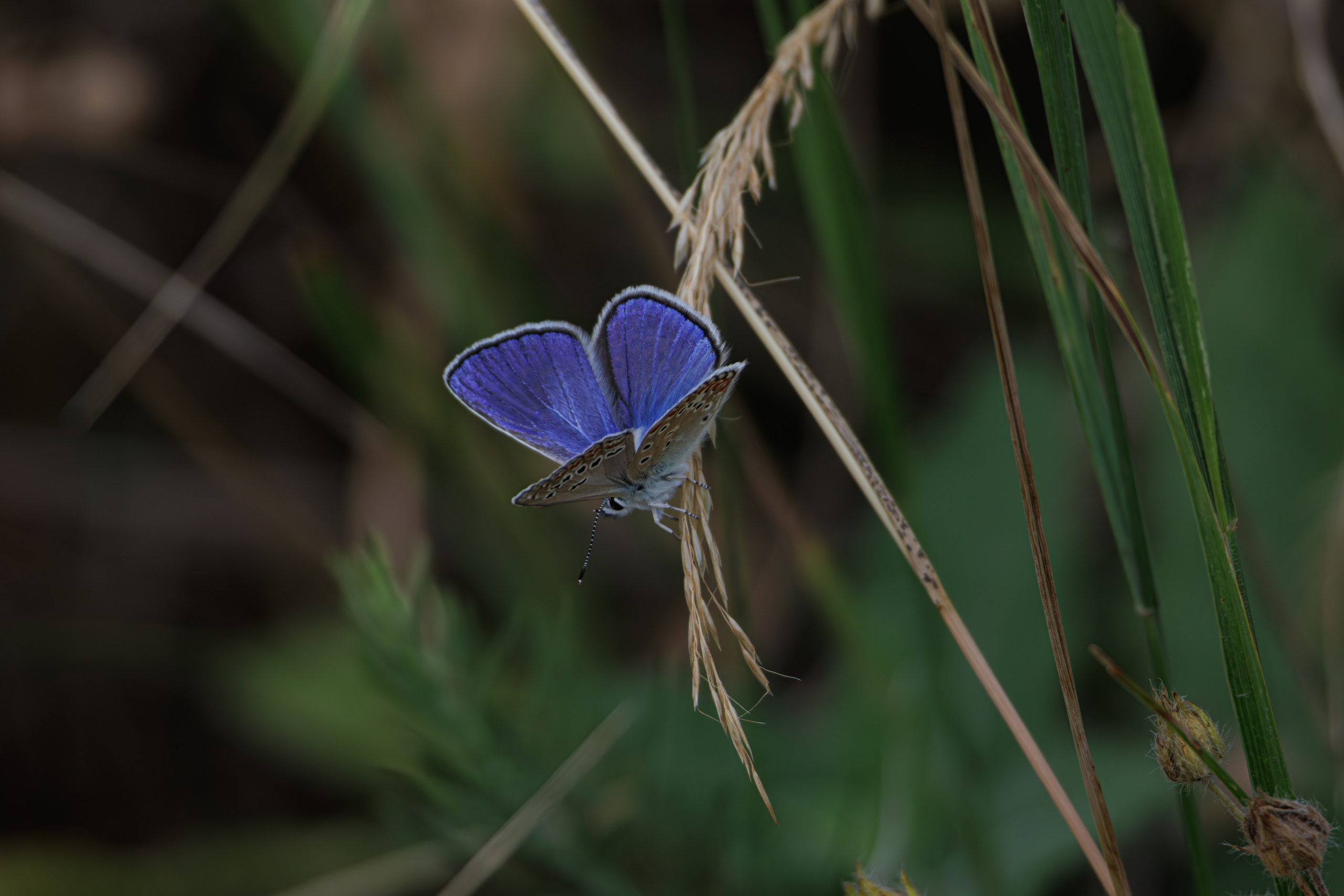 გასეირნება წავკისიდან ვაკის პარკამდე. FramefreeMan