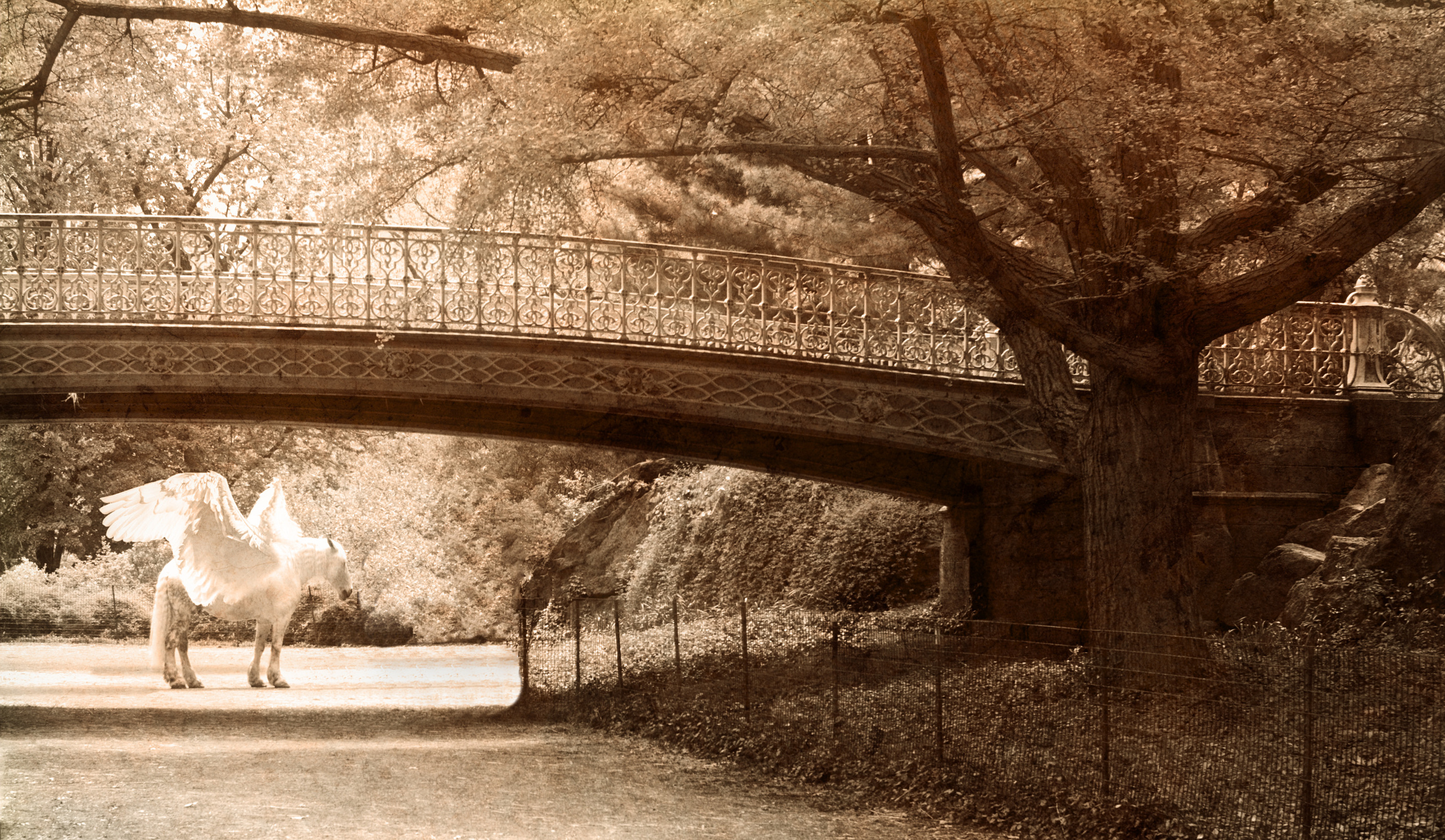 The lonely horse grazing in a deserted Central Park during the pandemic looked supernatural even without any alterations; the wings don't change much.