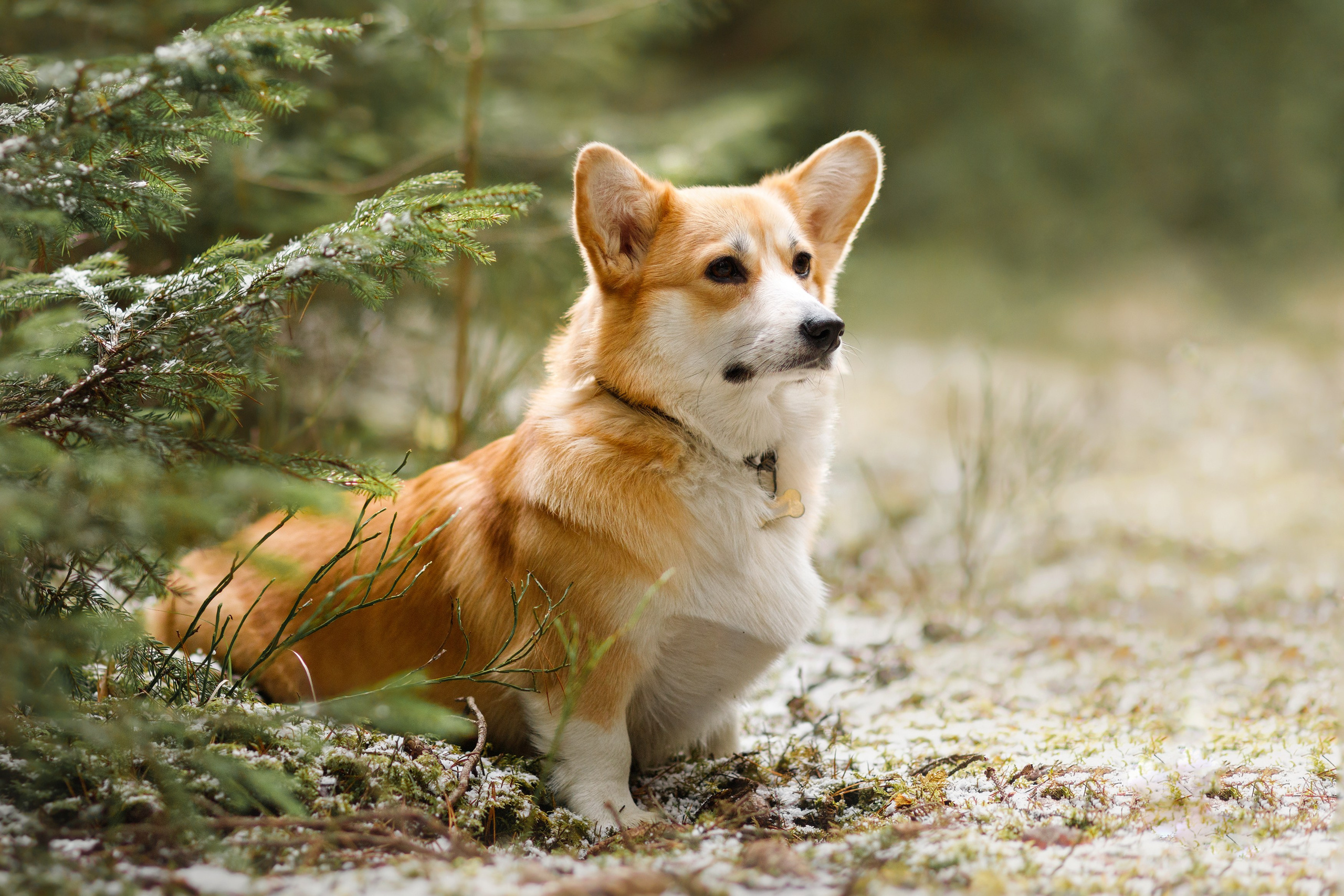 Corgi kennel & some other dogs in the forest. Kaja | fotograf psów we Wrocławiu