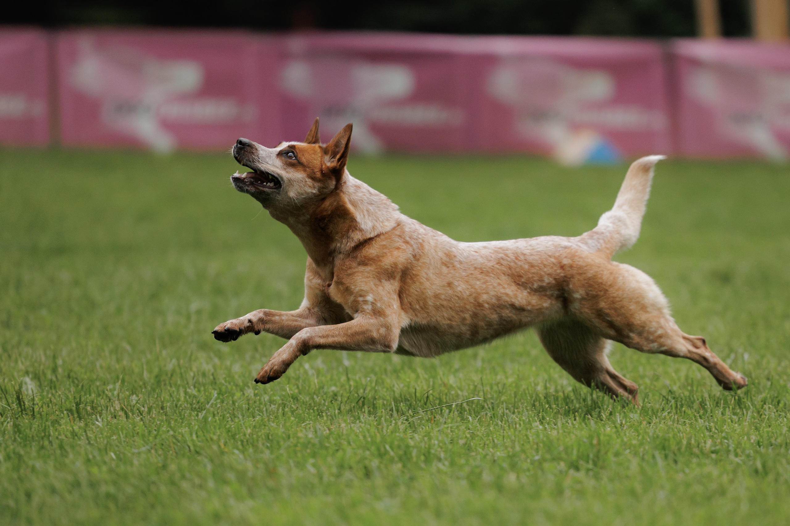 Latające psy, Wrocław'25. Kaja | fotograf psów we Wrocławiu