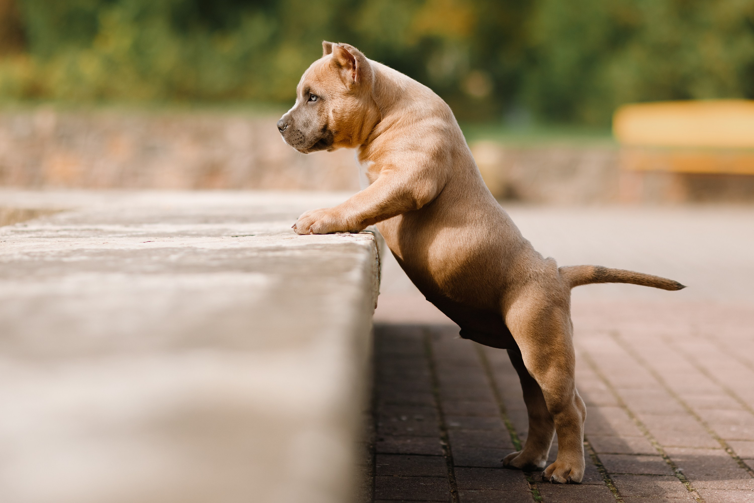 Bullie puppies. Kaja | fotograf we Wrocławiu | ludzie i psy