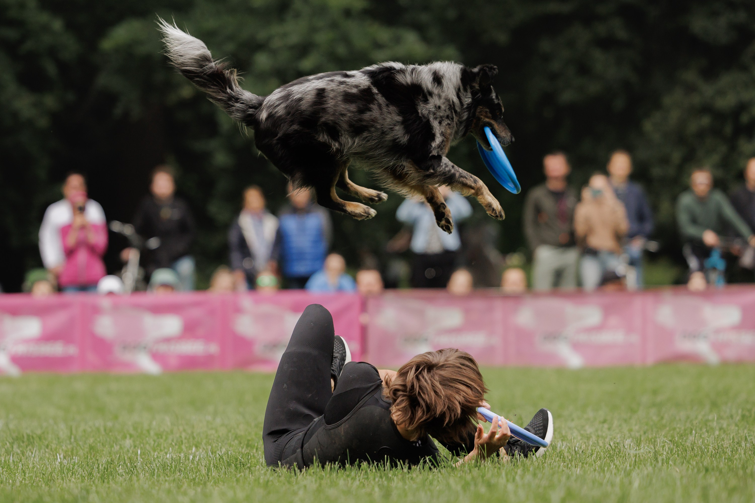 Latające psy, Wrocław'25. Kaja | fotograf psów we Wrocławiu
