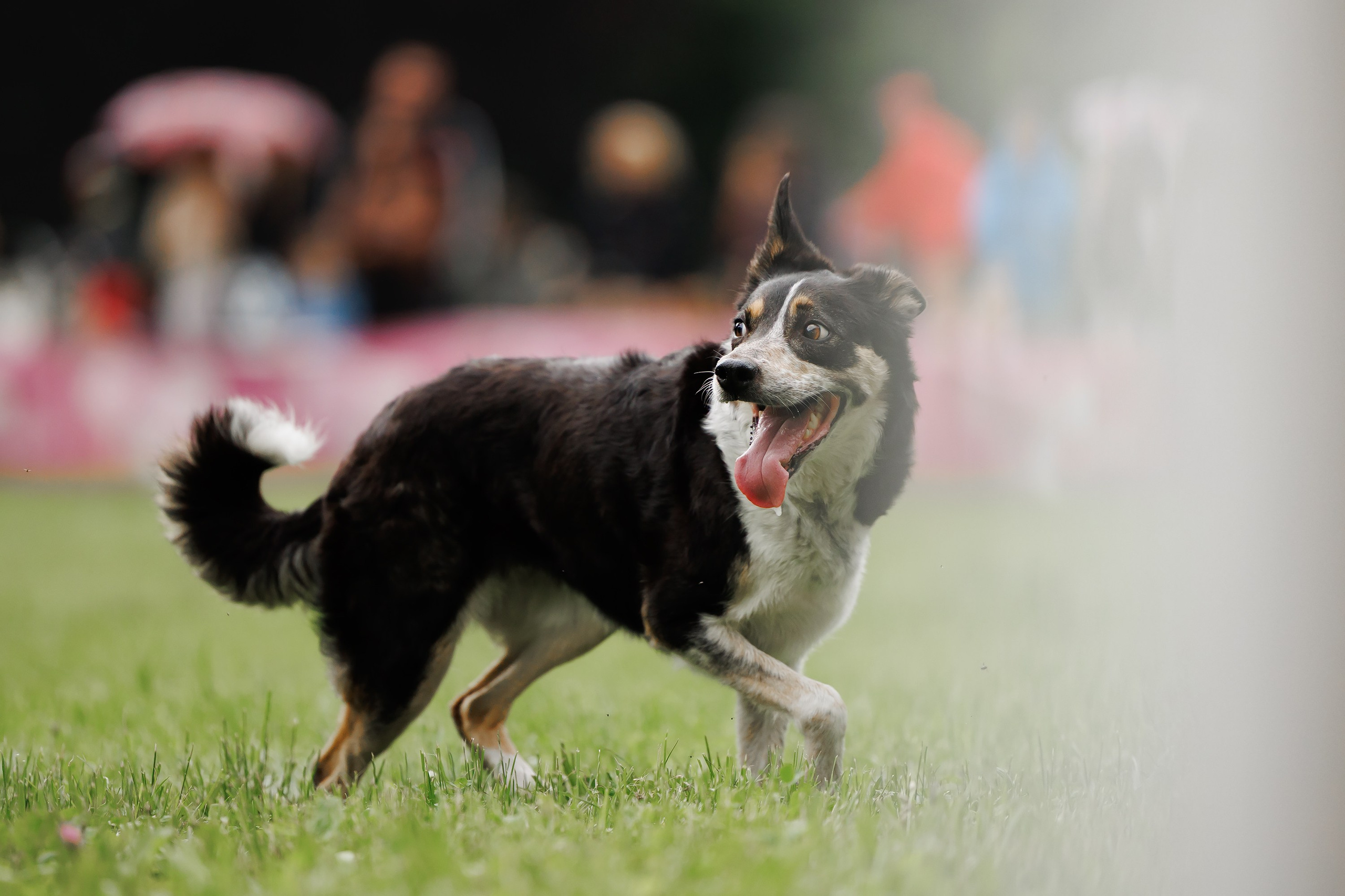 Latające psy, Wrocław'25. Kaja | fotograf psów we Wrocławiu