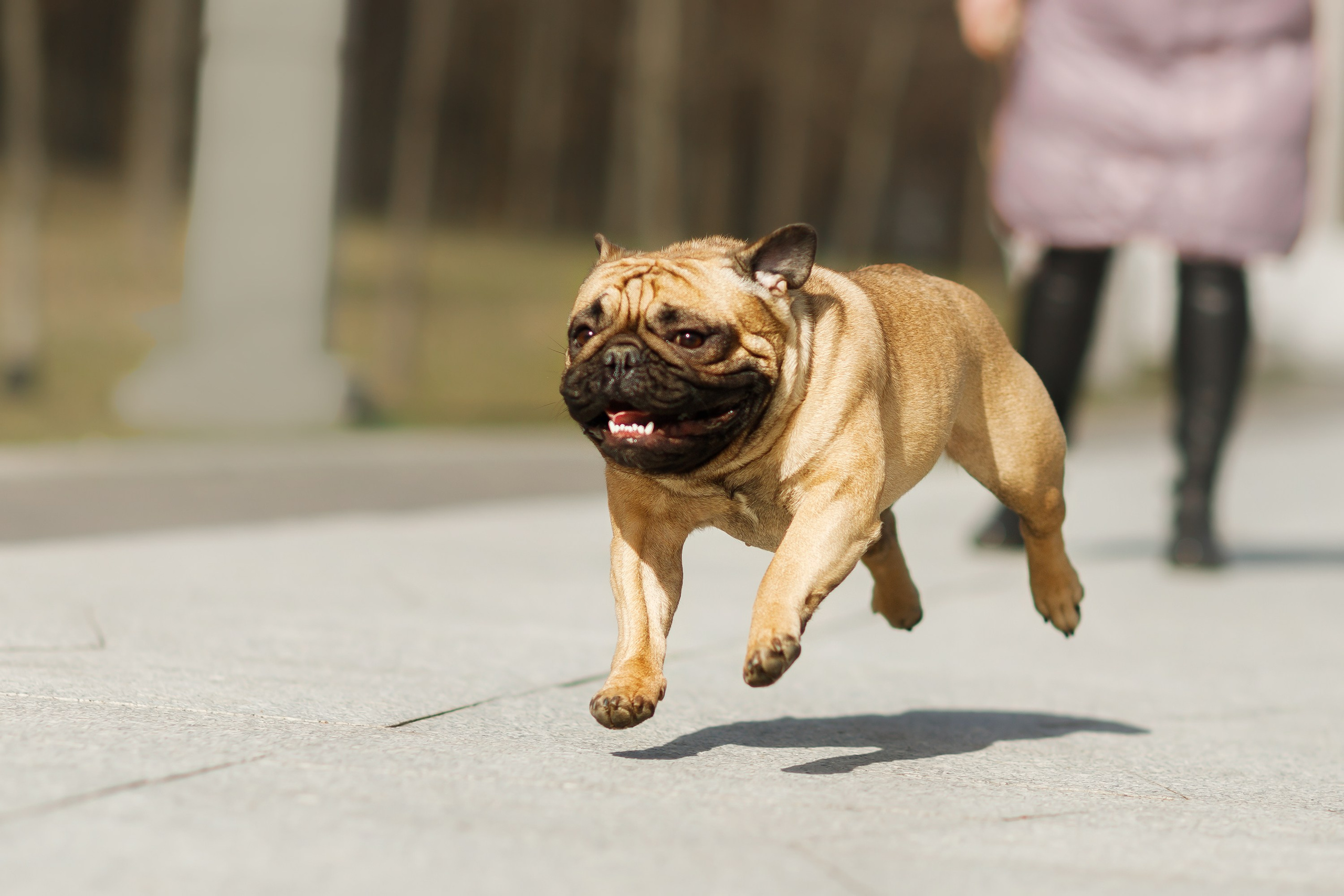 Autumn photo day for dog handler. Kaja | fotograf we Wrocławiu | ludzie i psy