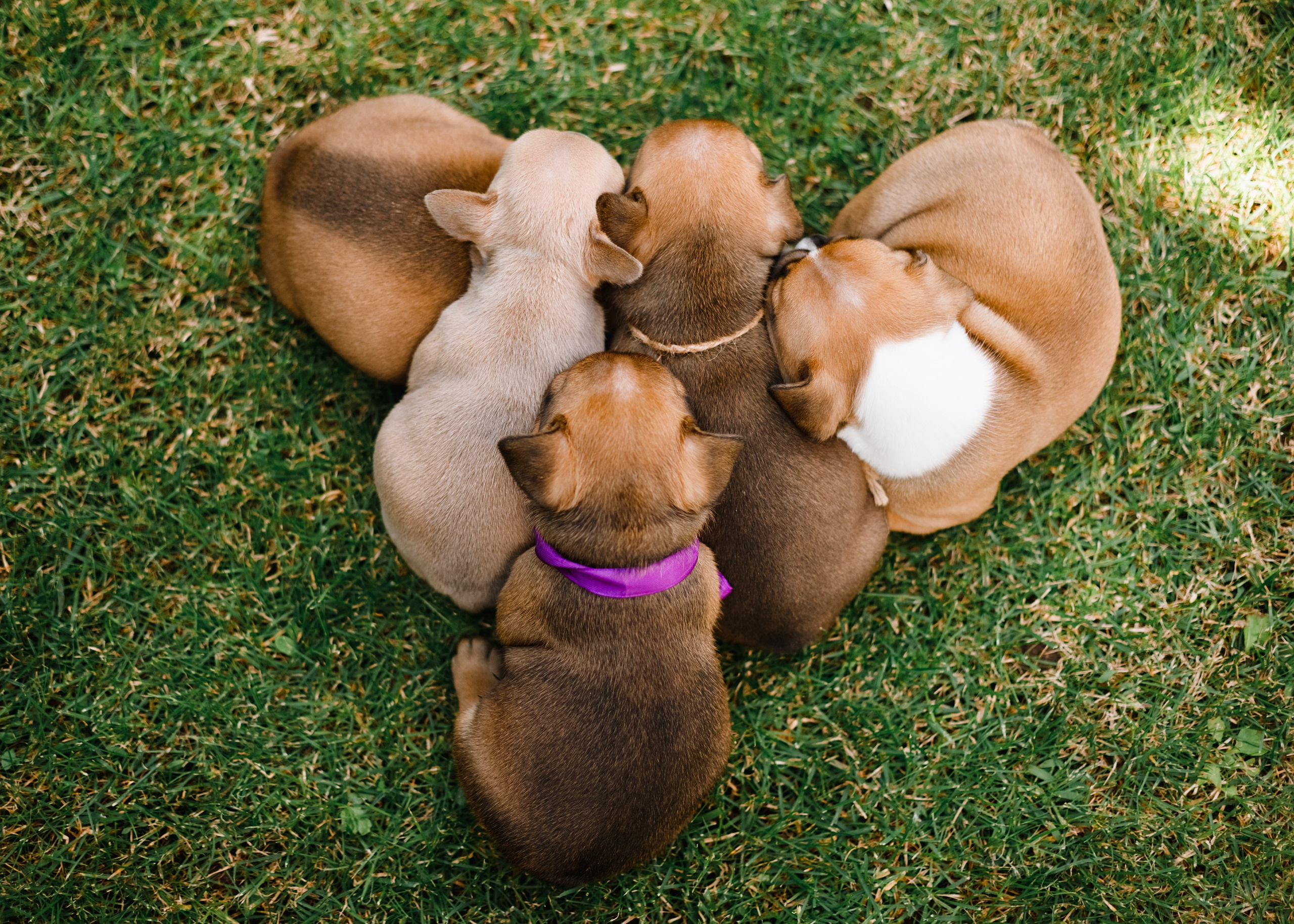 French bulldog puppies. Kaja | fotograf we Wrocławiu | ludzie i psy