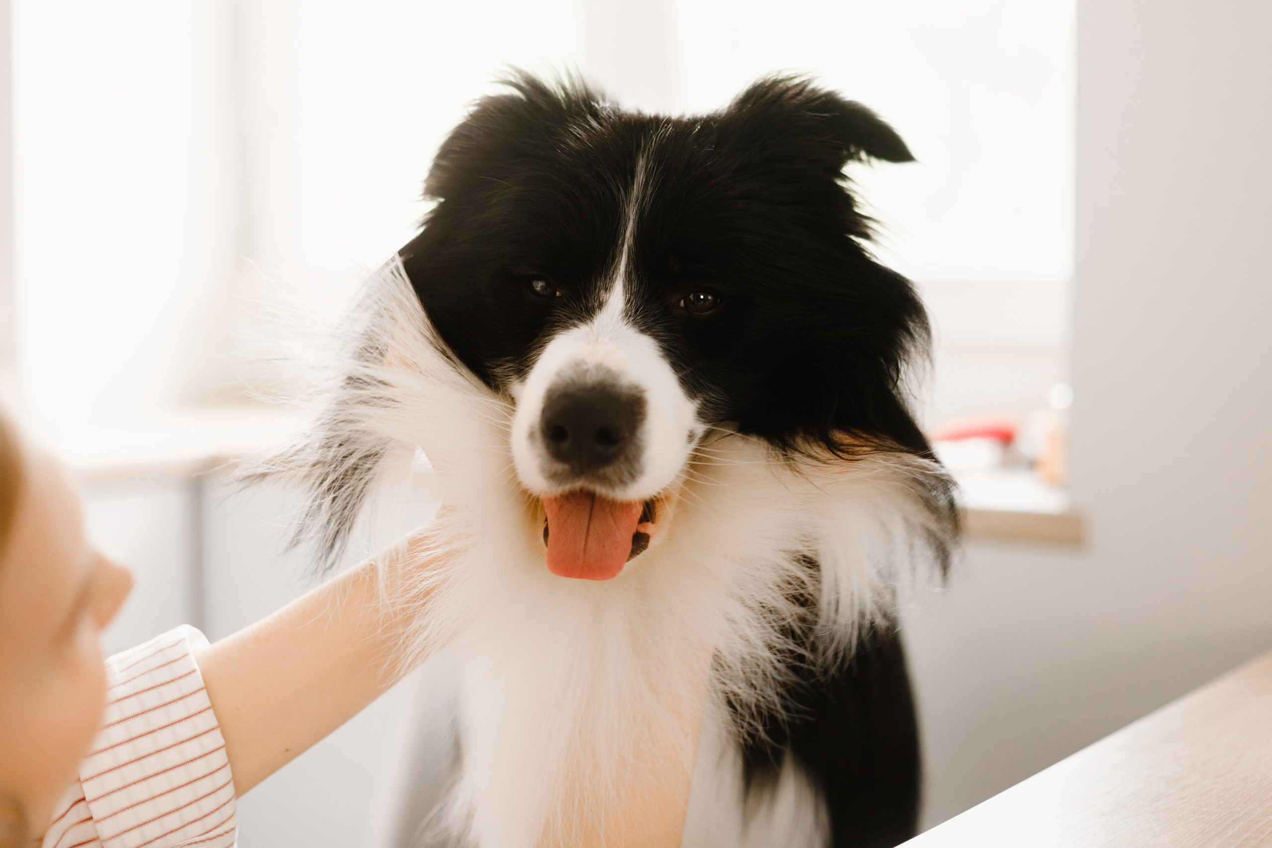Evgenia & Richard. Kaja | fotograf we Wrocławiu | ludzie i psy