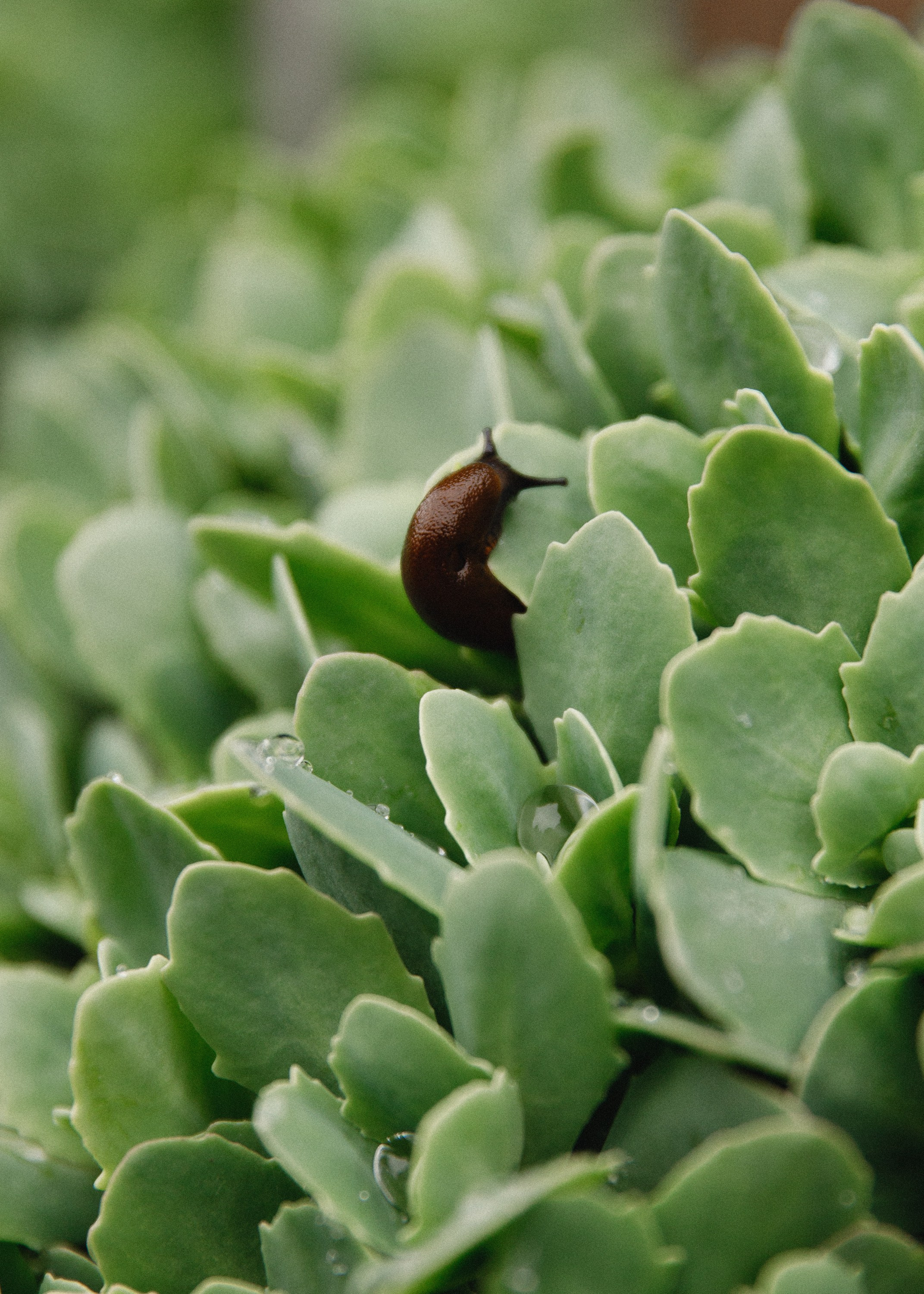 Botanical garden in Wroclaw. Kaja | fotograf we Wrocławiu | ludzie i psy