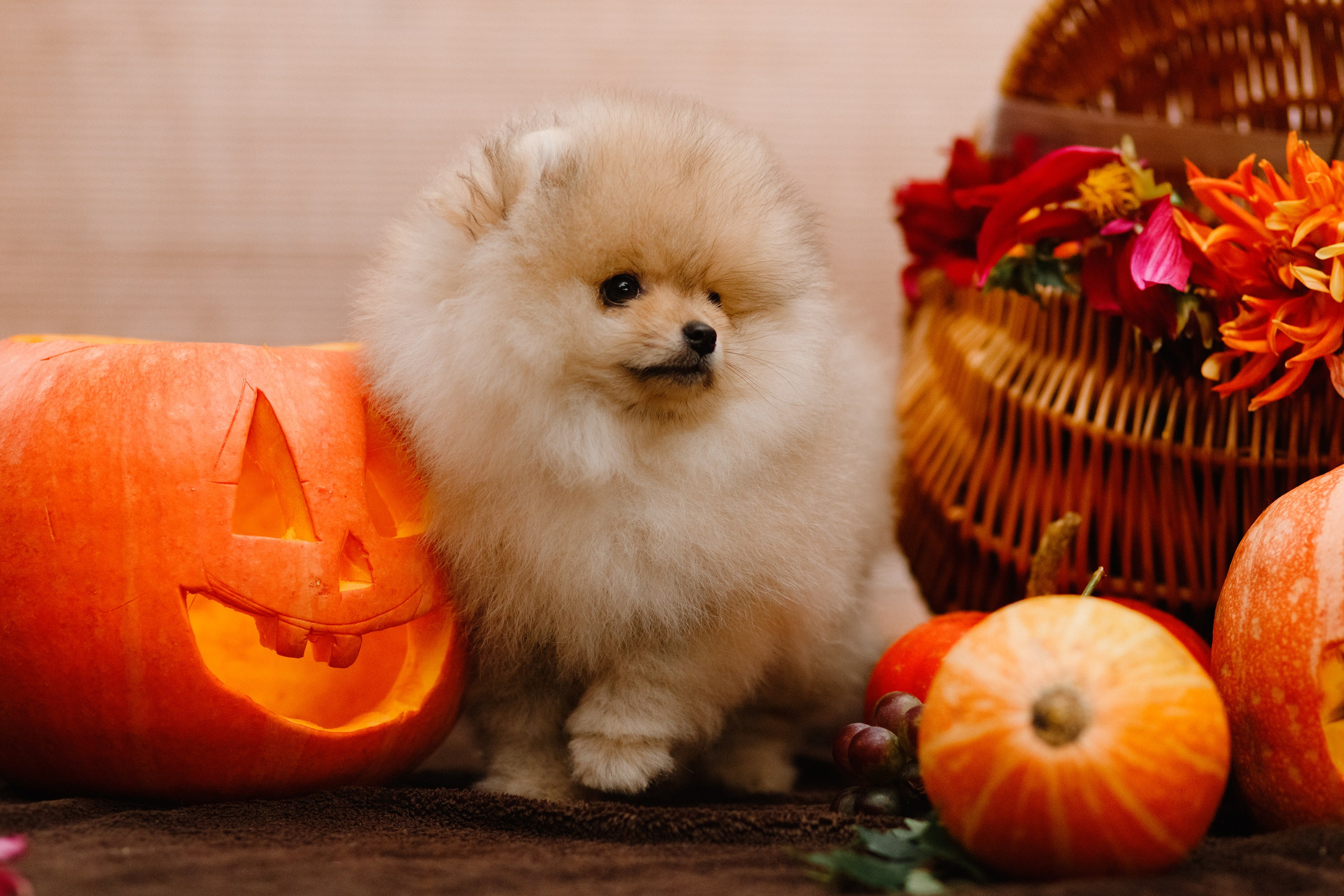 Halloween spitz puppies. Kaja | fotograf we Wrocławiu | ludzie i psy
