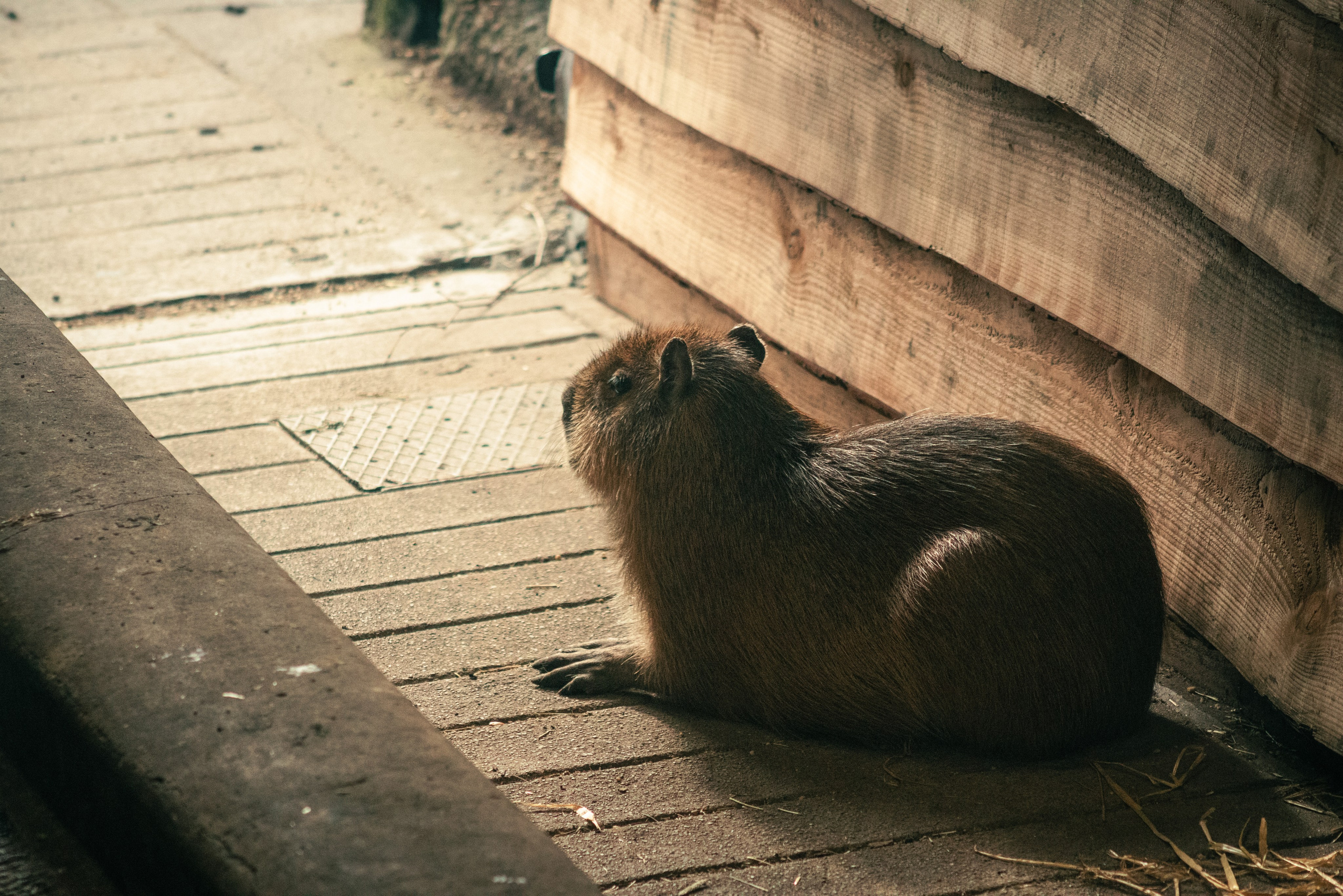 Nature. Portrait and Street photographer in Vilnius Edgar Shaipunas