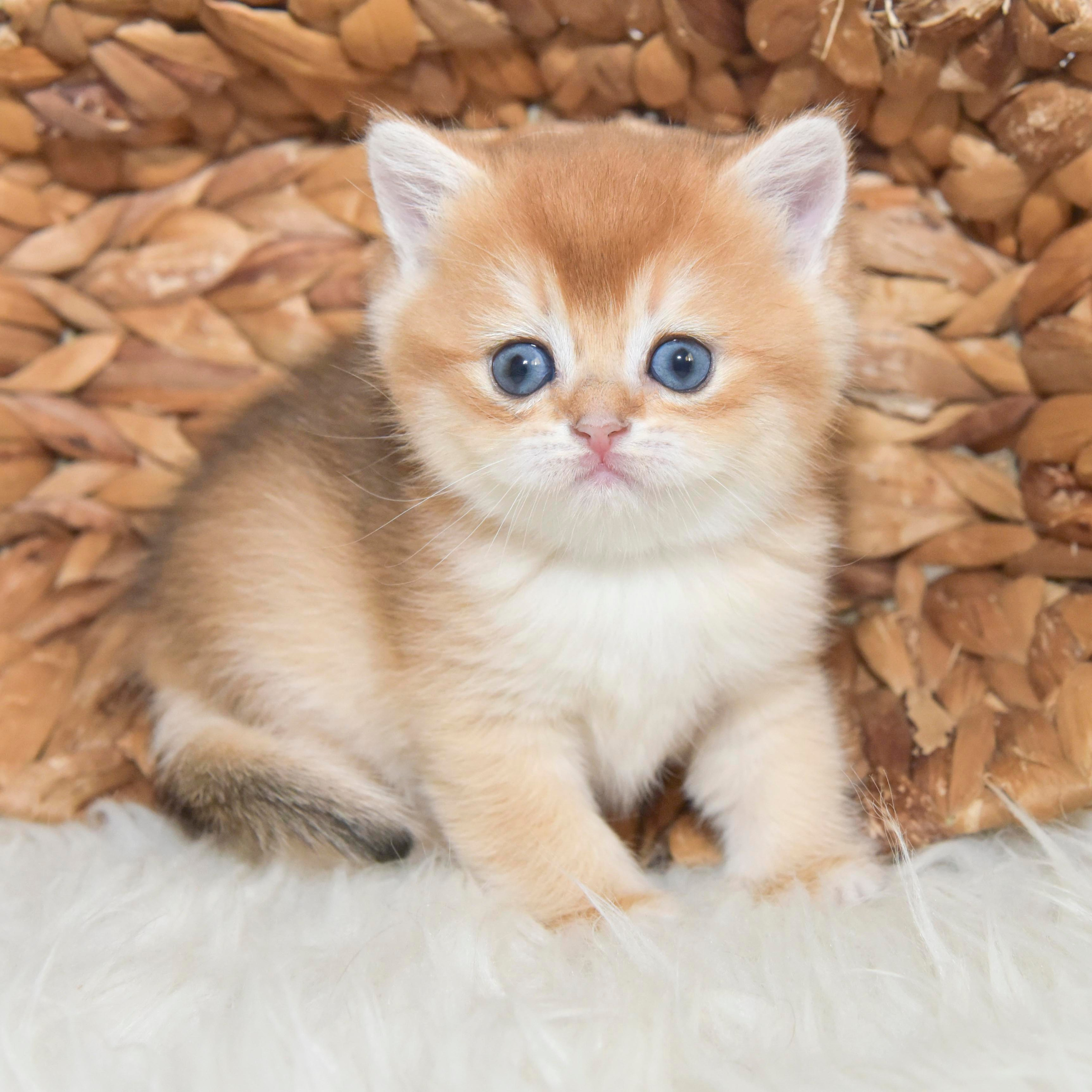 εκτροφείο βρετανικής κοντότριχης γάτας στην Αθήνα, εκτροφείο βρετανικής κοντότριχης στην Ελλάδα, βρετανική κοντότριχη γάτα τιμή, βρετανική μακρύτριχη γάτα τιμή, βρετανική κοντότριχη Θεσσαλονίκη, βρετανική κοντότριχη Αθήνα