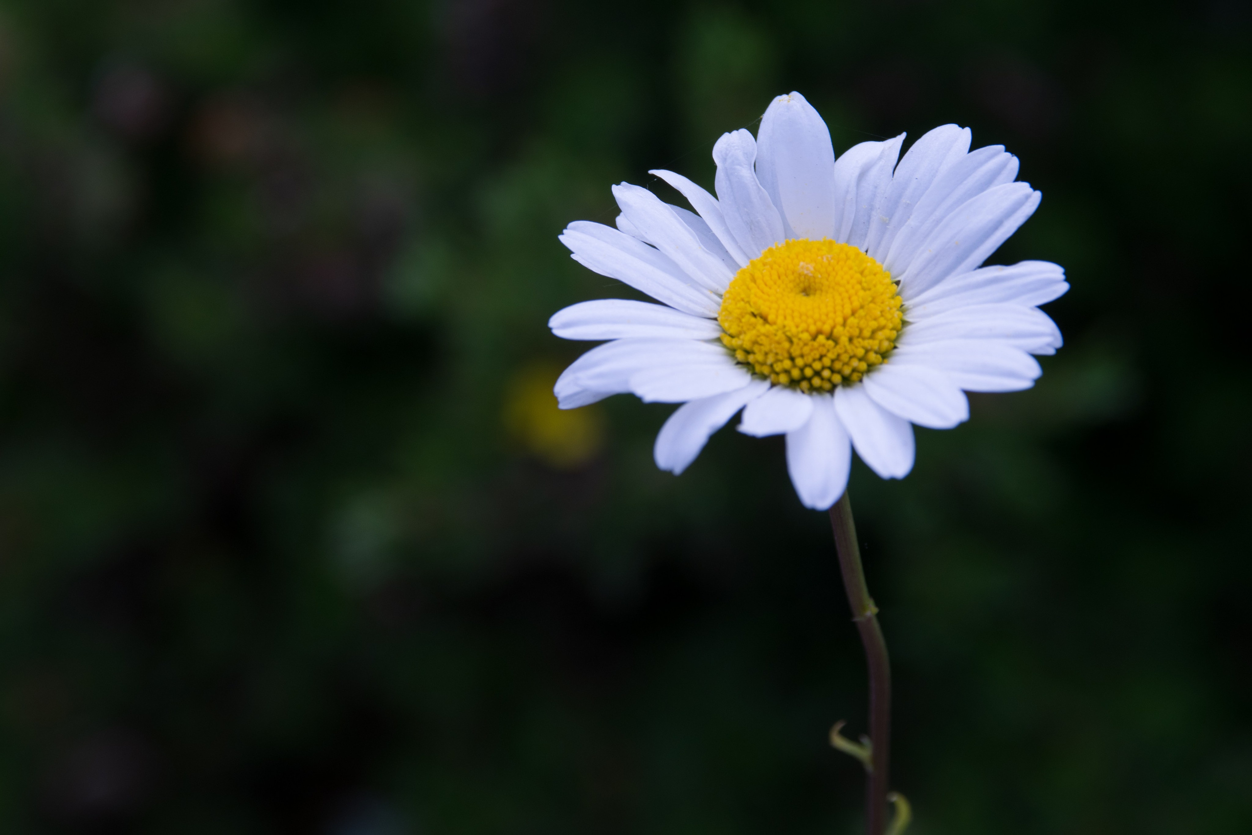 Portfolio. Photographer in Sotenäs municipality. Fotograf i Sotenäs kommun