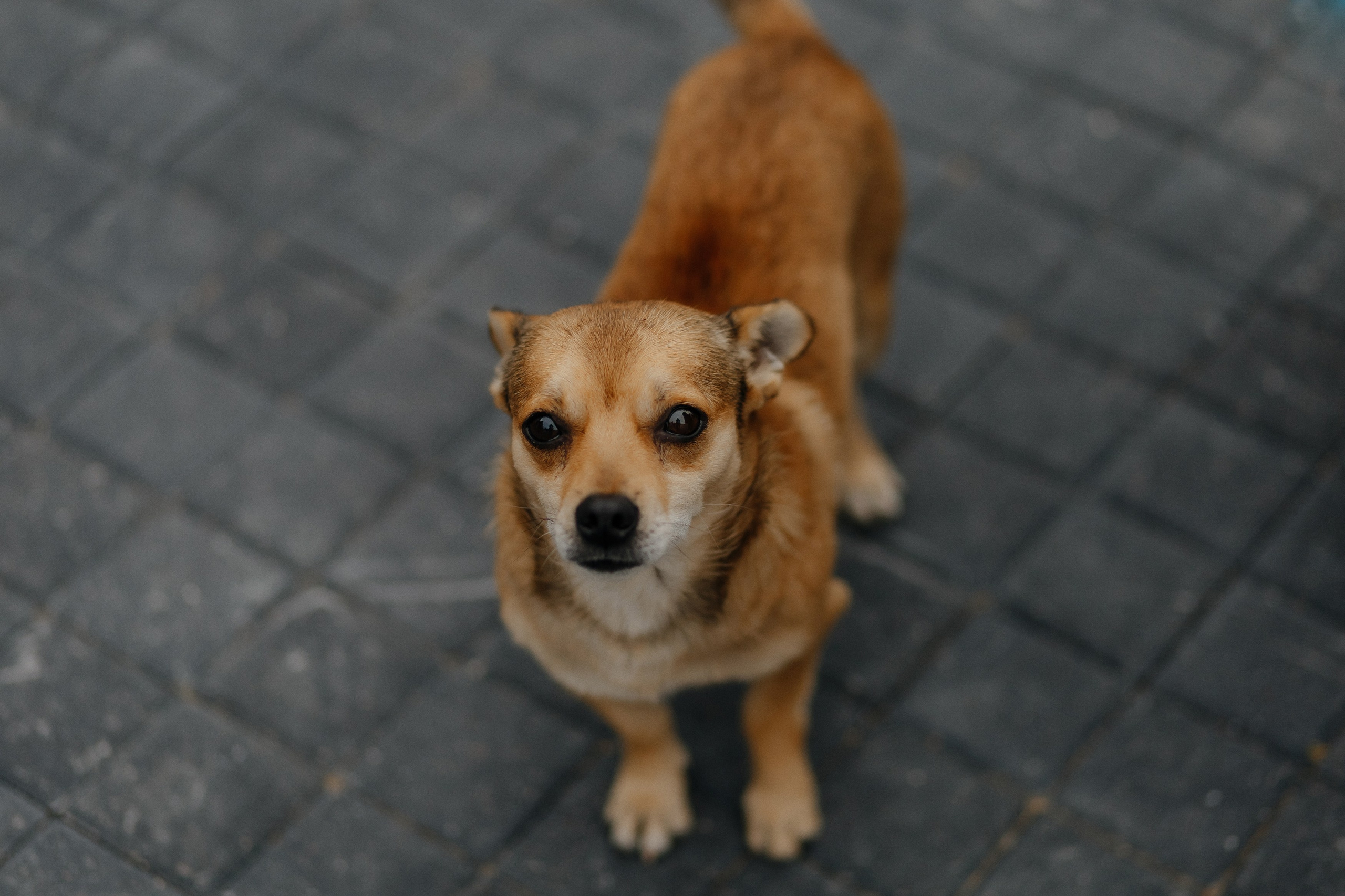 Wedding. Fulga Photographer