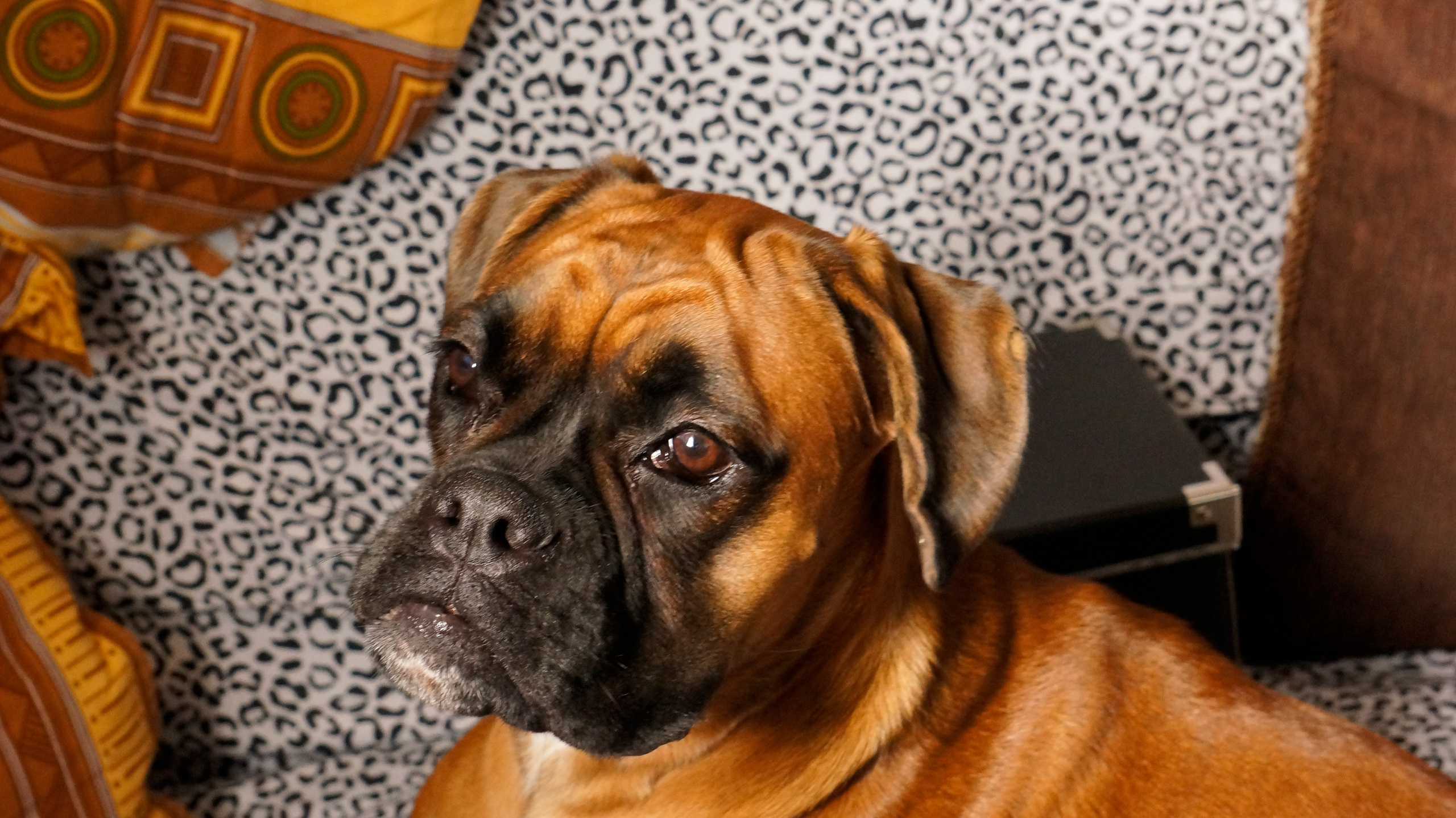 My ״Star״ Boxer Dog