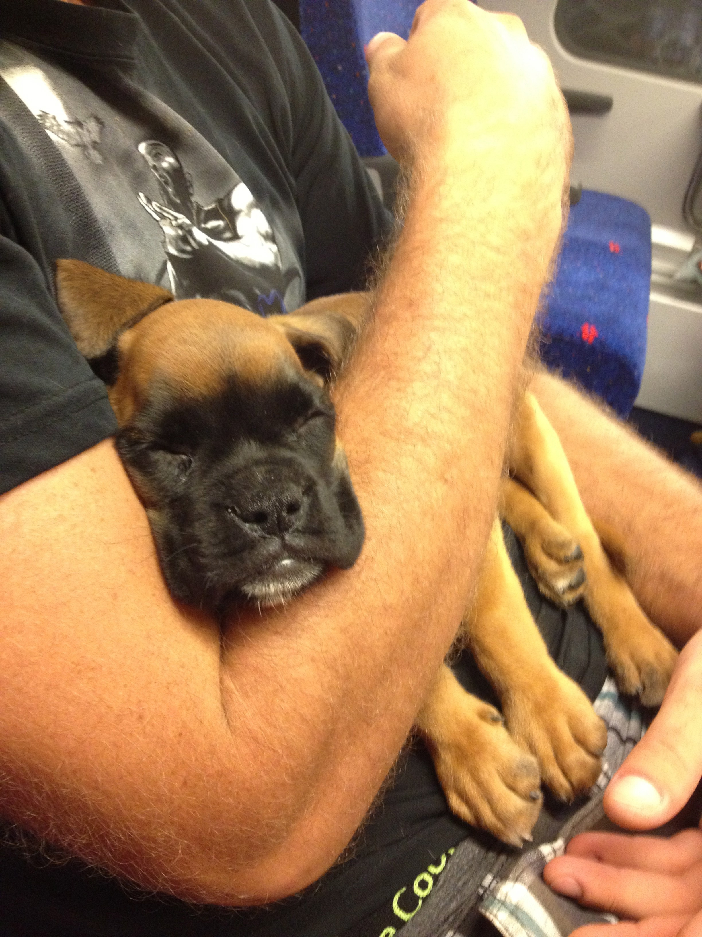 My ״Star״ Boxer Dog