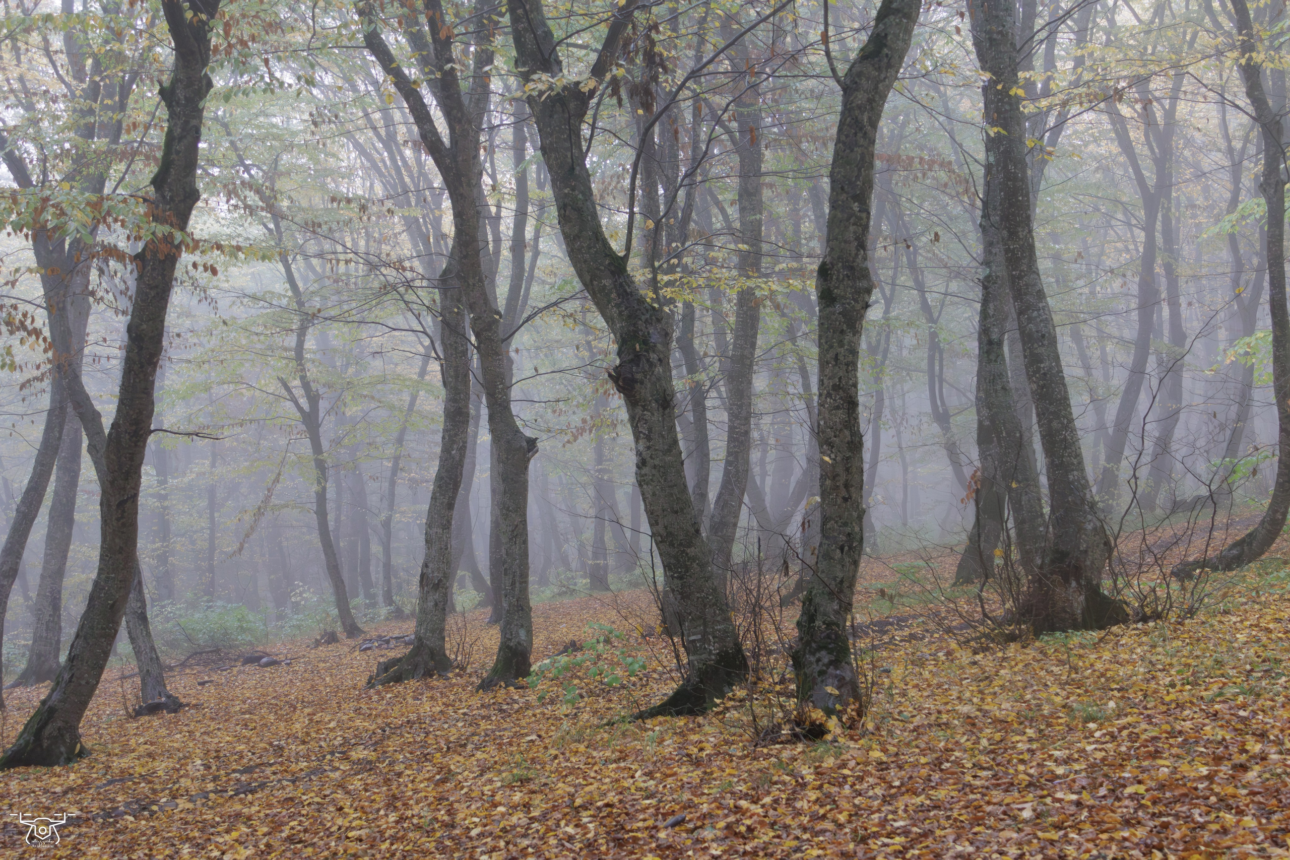 კოჯრის ტყის ნისლები. FramefreeMan