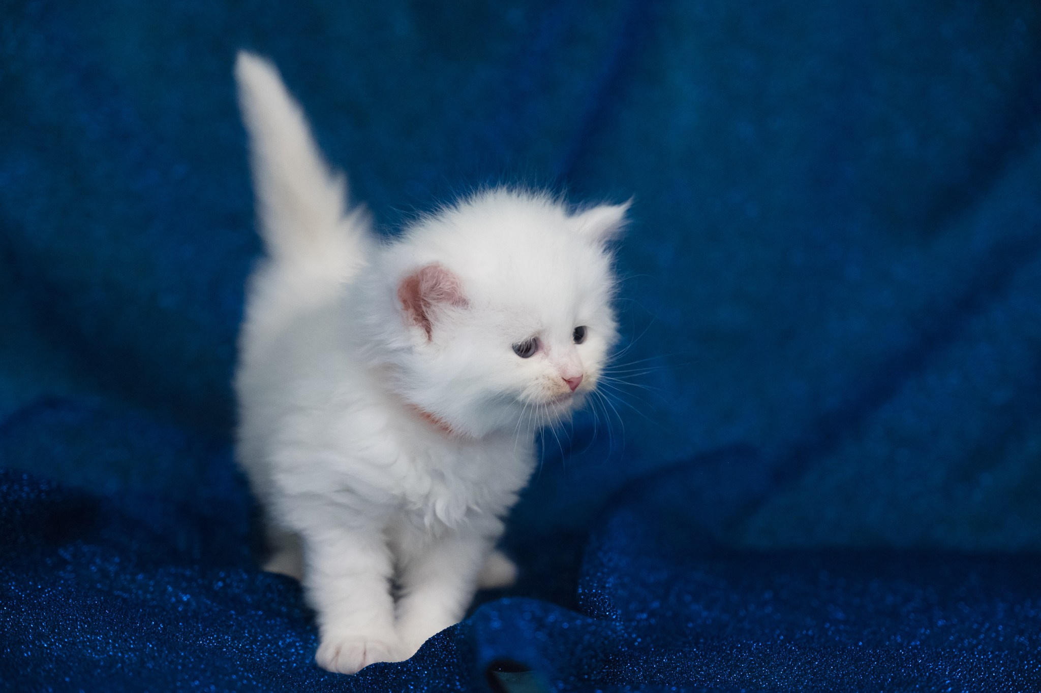 N-Andromeda. SIBERIALIS: Katzenzucht von Sibirischen und Neva Masquarade Katzen