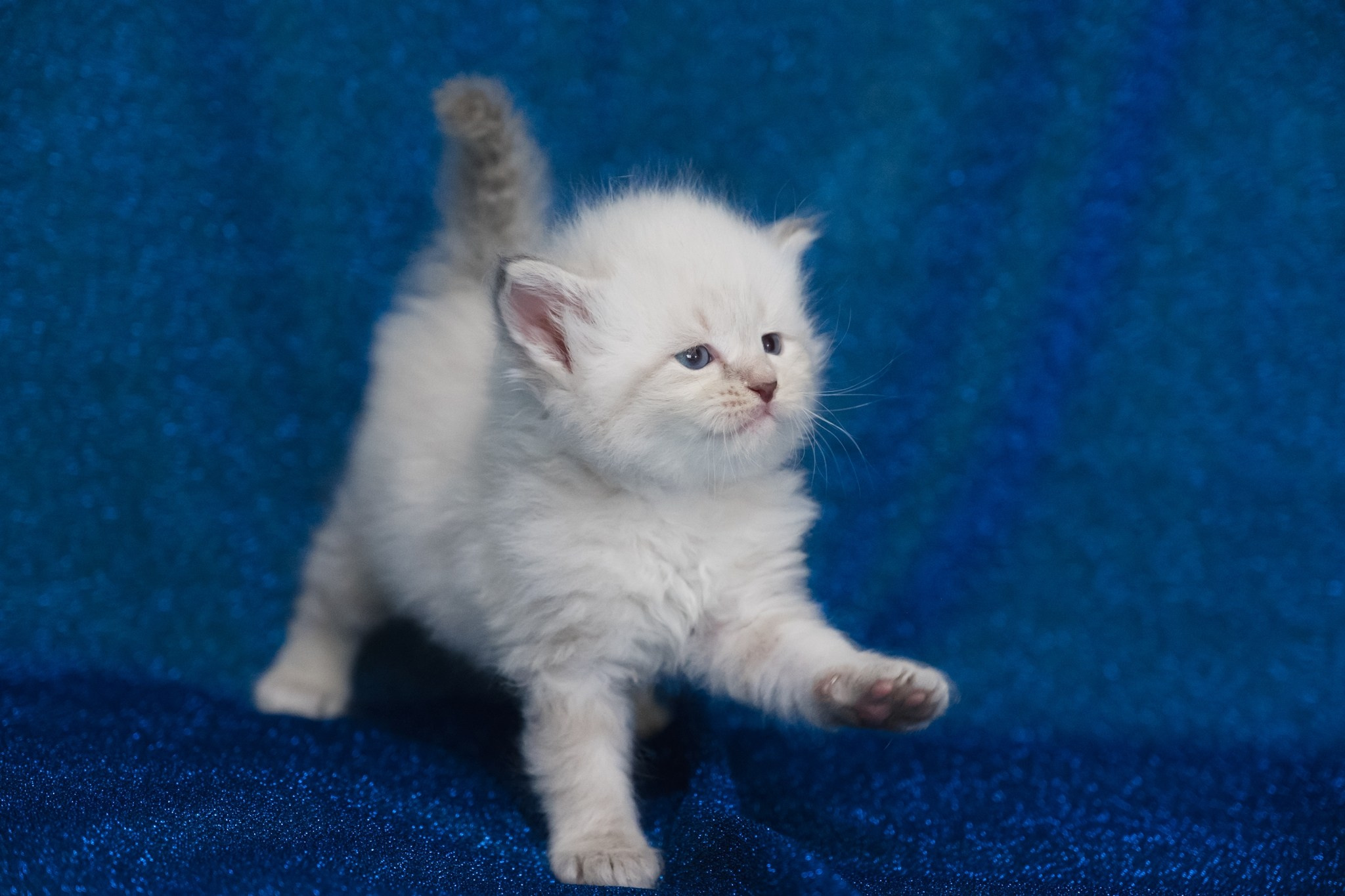 N-Altair. SIBERIALIS: Katzenzucht von Sibirischen und Neva Masquarade Katzen