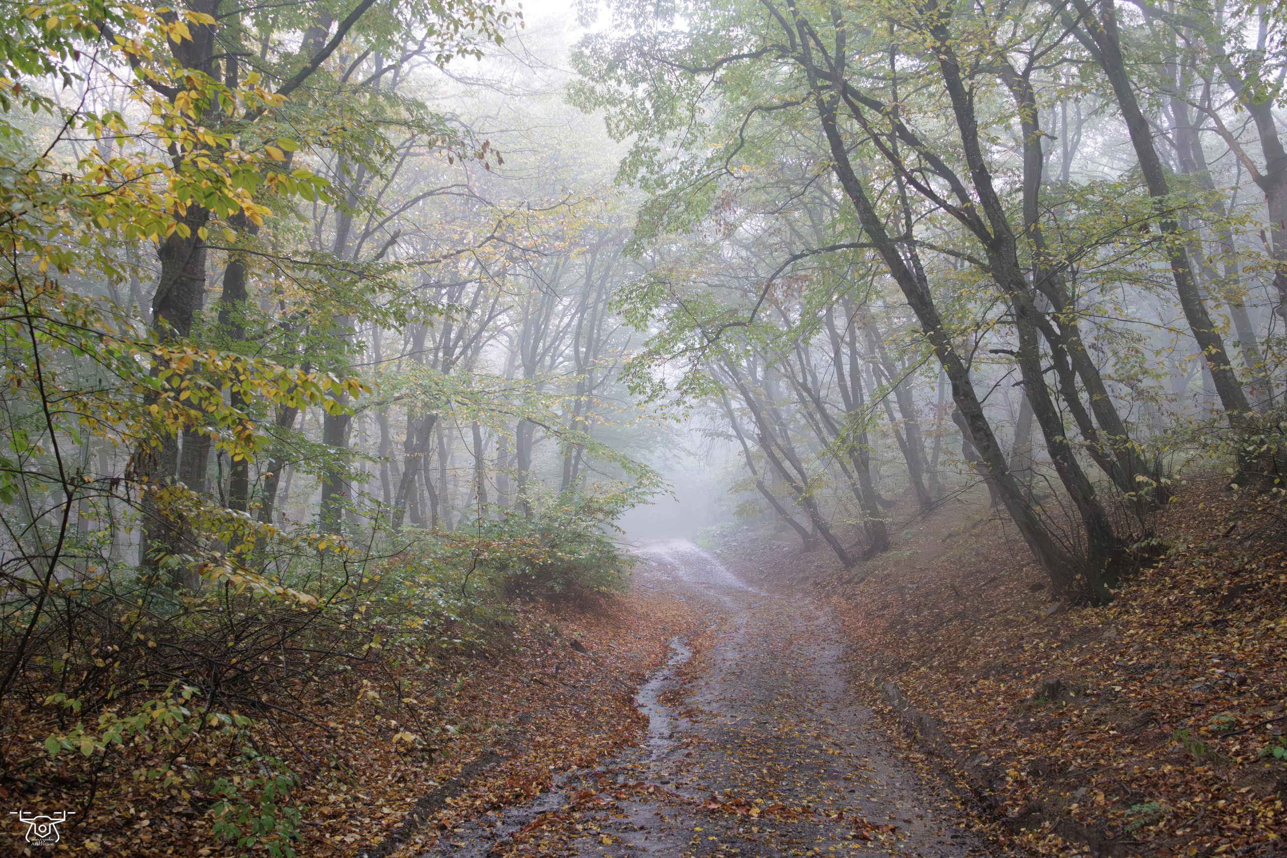 კოჯრის ტყის ნისლები. FramefreeMan