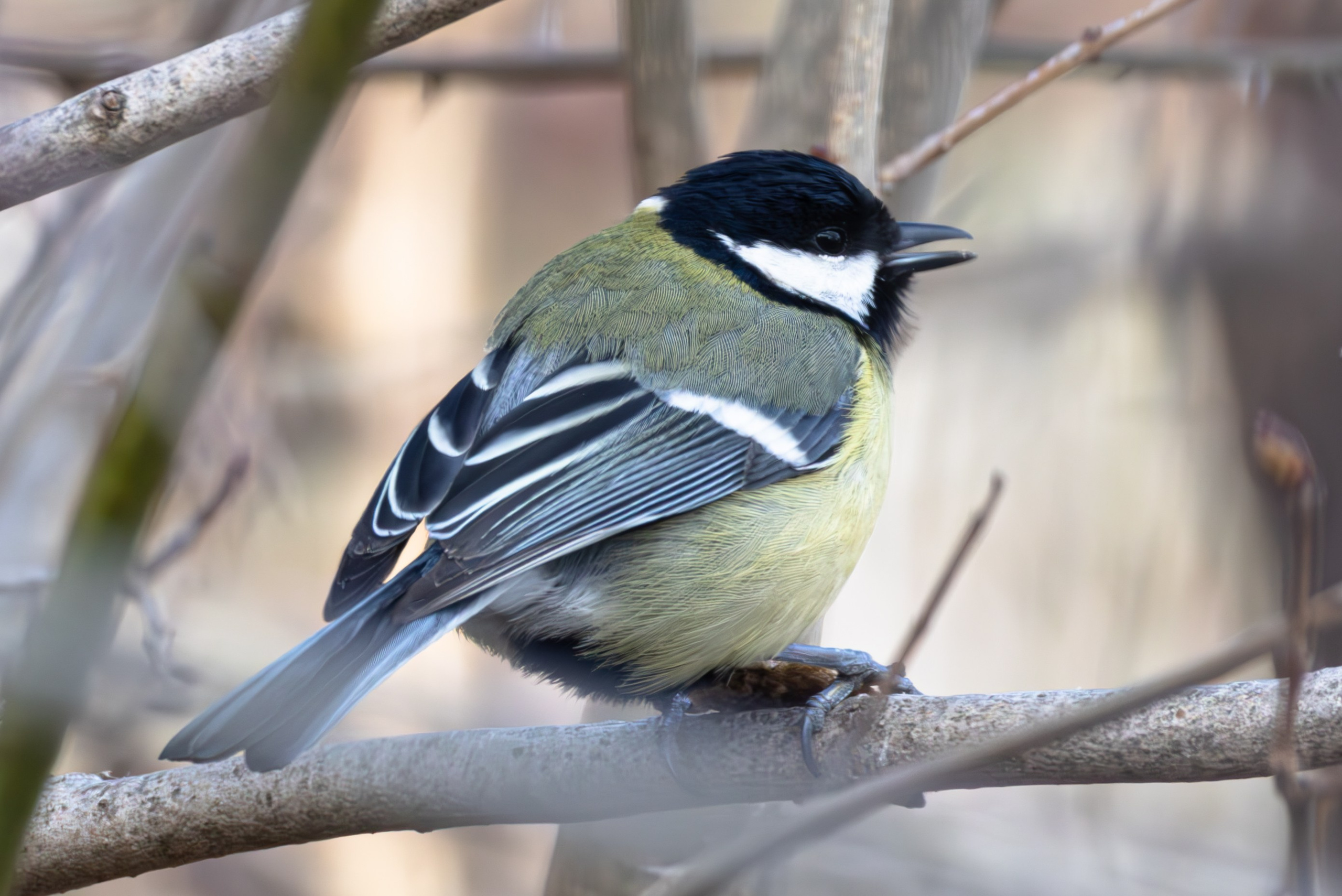 ბუნება. FramefreeMan