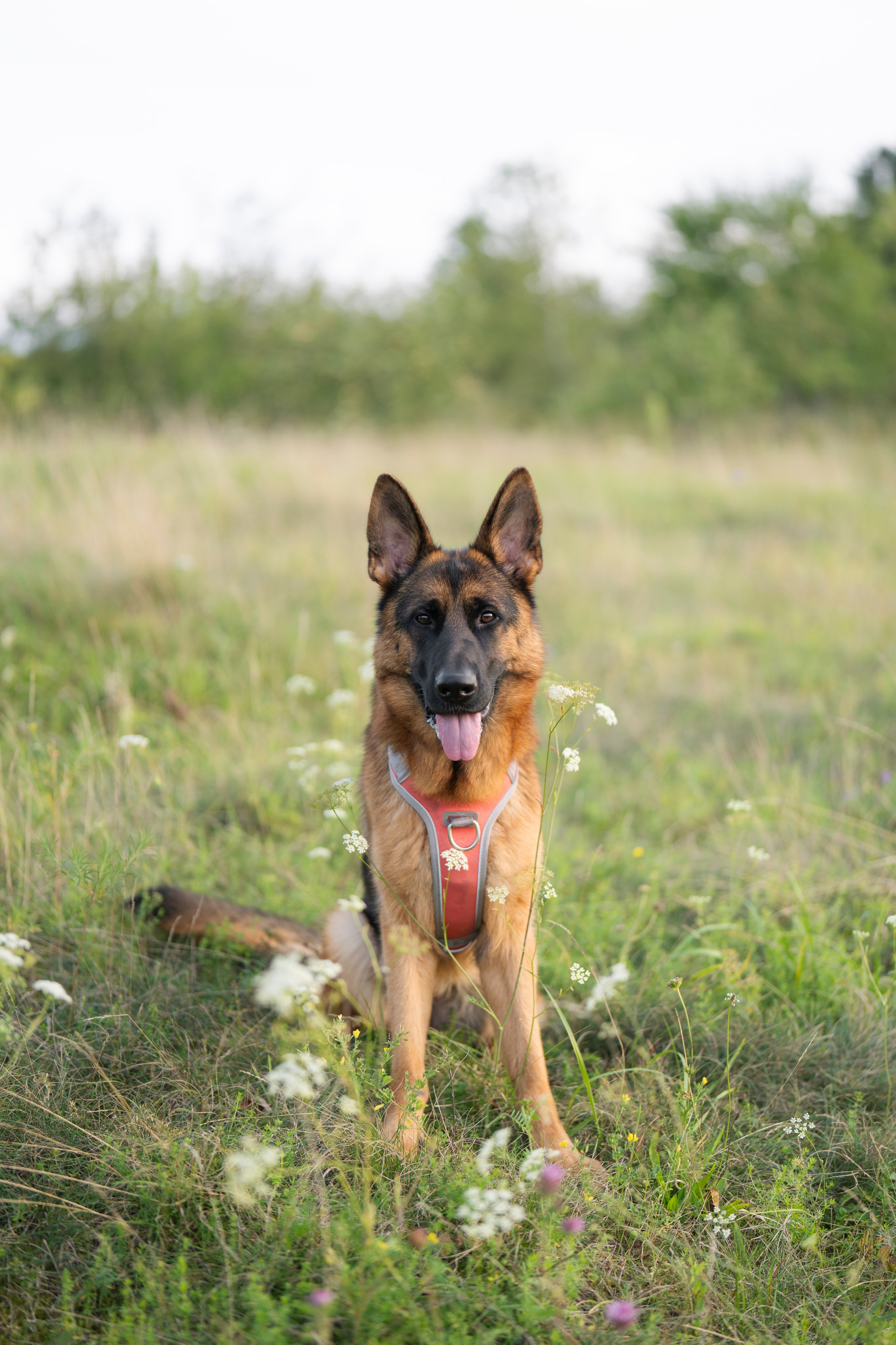 Patyriminė fotosesija su augintiniu, augintiniu fotografija, šuns fotosesija, fotosesija gamtoje, šeimininko ir šuns fotosesija, su daug emocijų ir tikrumo