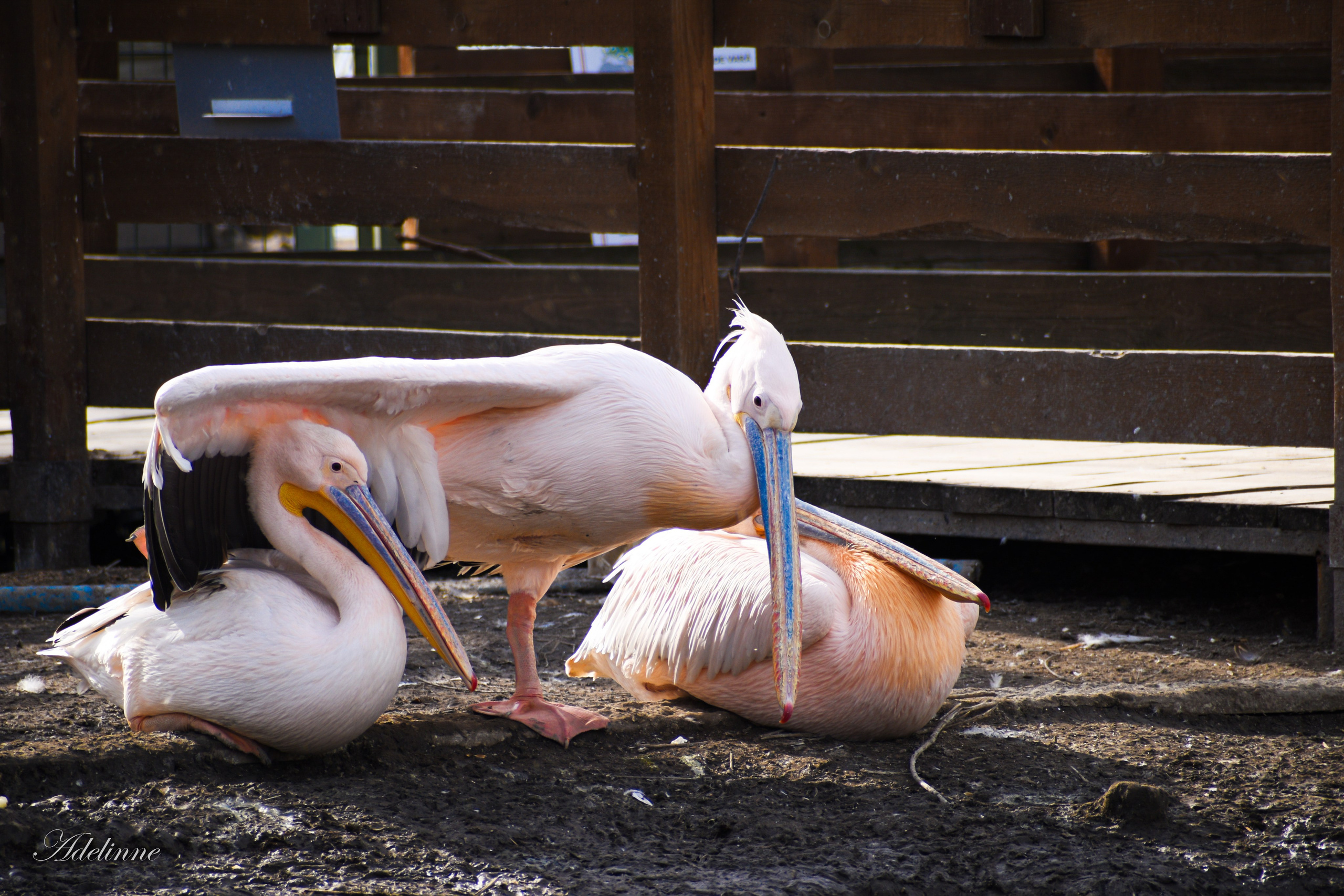 Nature❤️. Adelinne