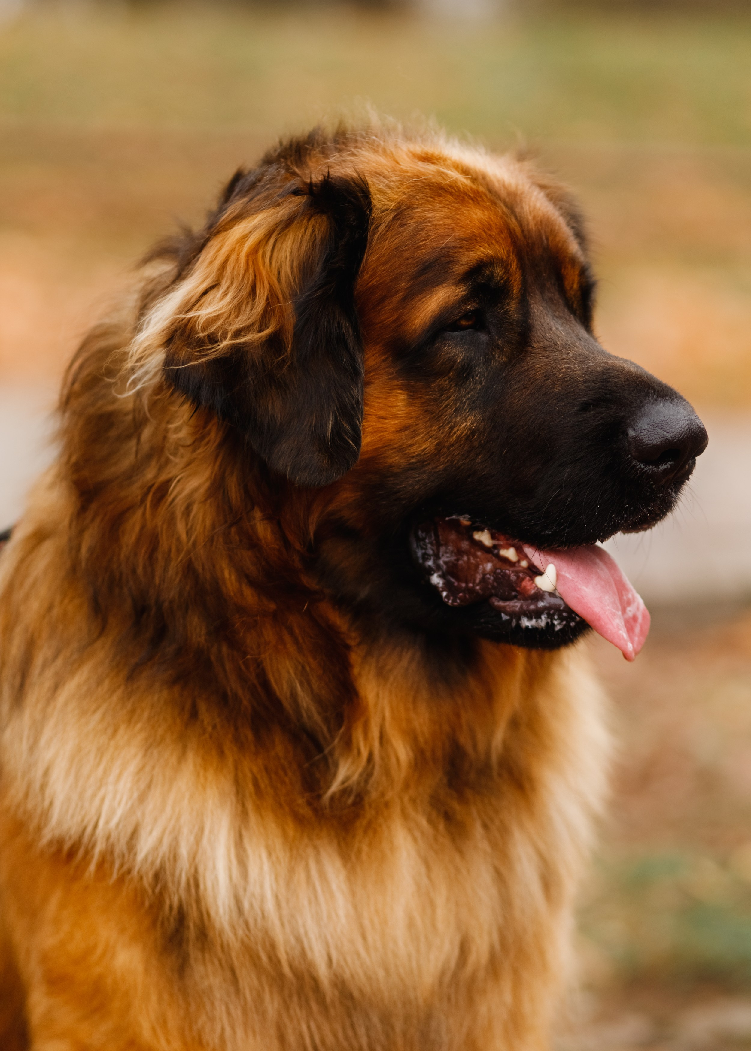 Leonbergers. Kaja | fotograf we Wrocławiu | ludzie i psy