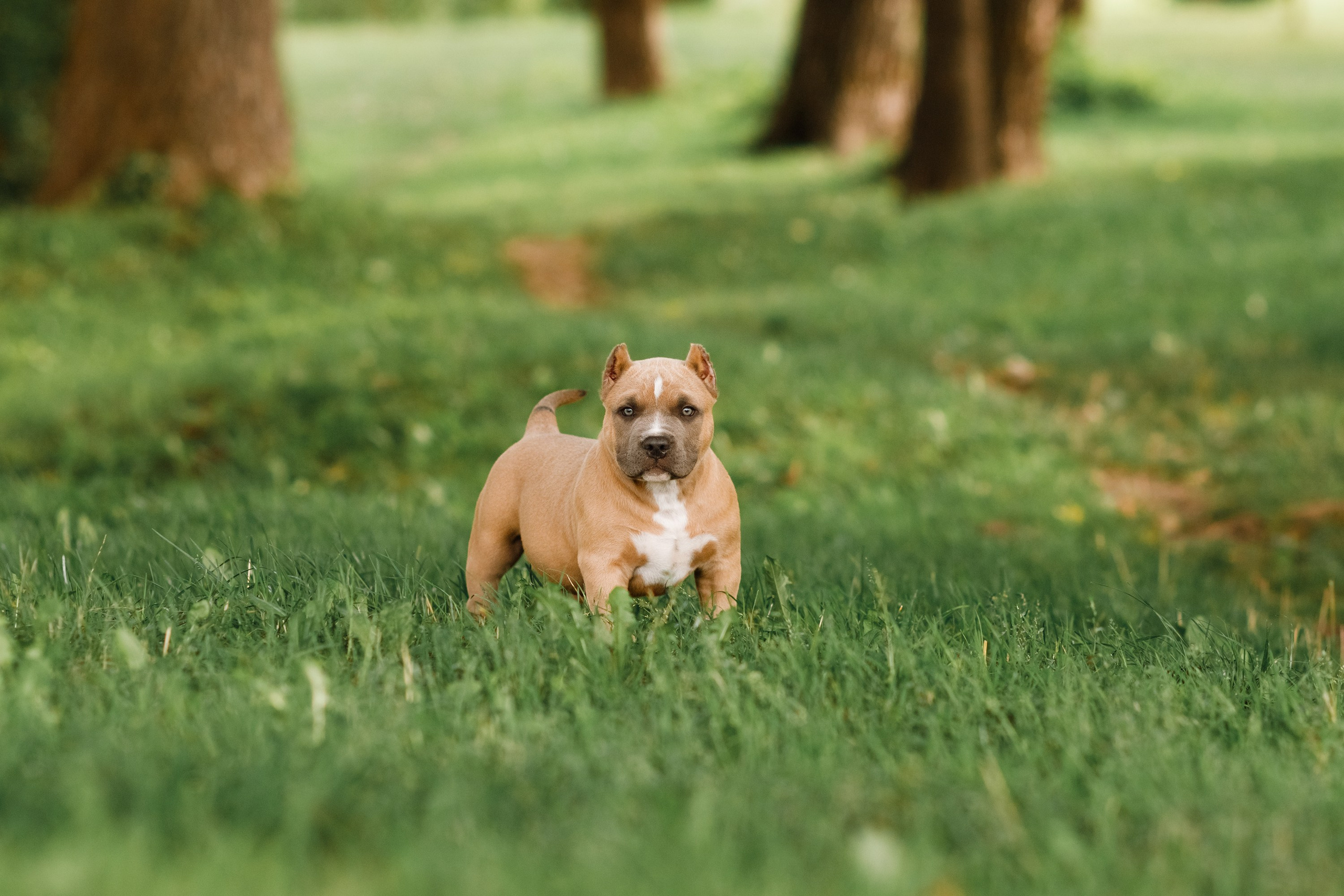 Bullie puppies. Kaja | fotograf we Wrocławiu | ludzie i psy