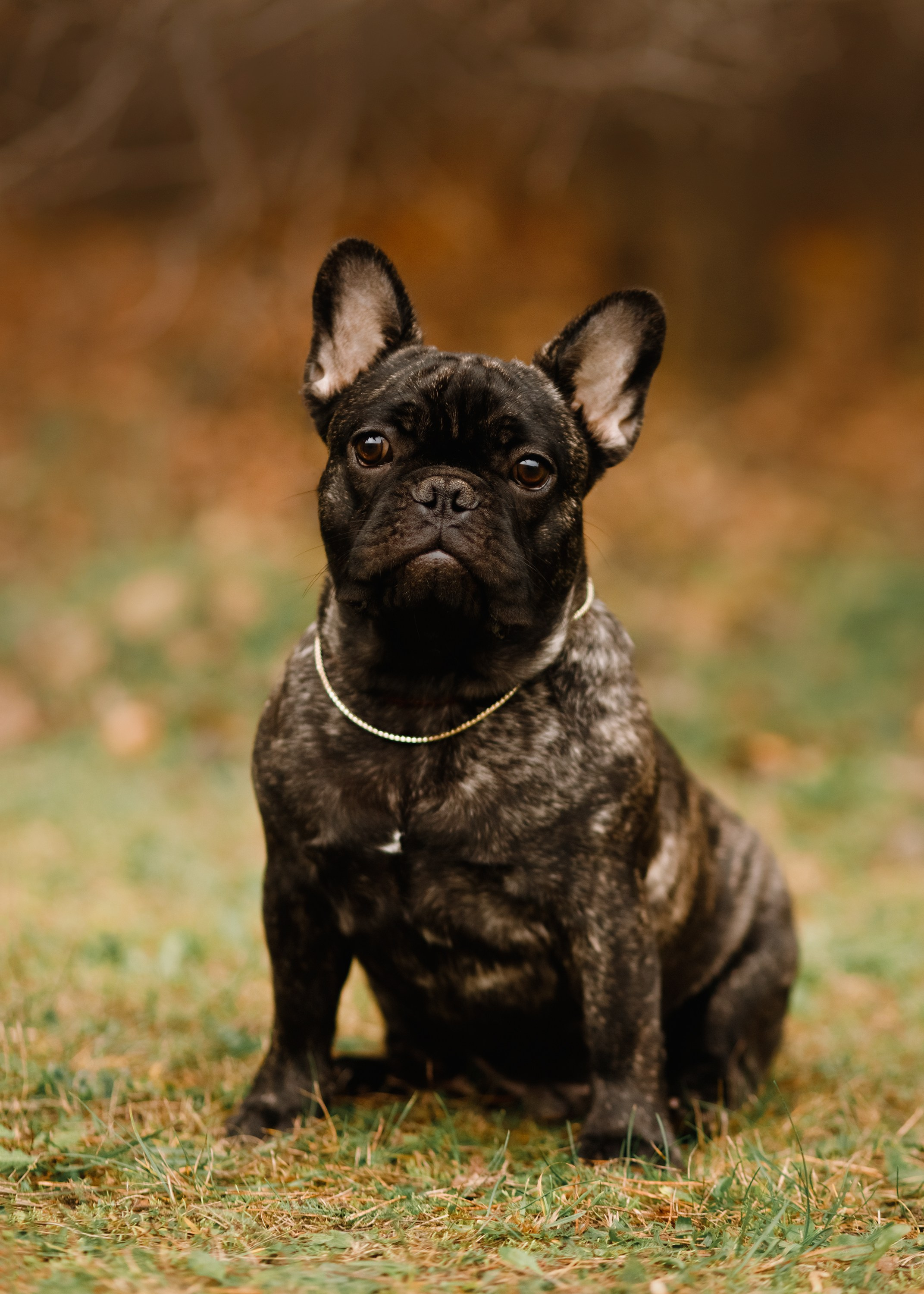 Dog shows | the best ones. Kaja | fotograf psów we Wrocławiu