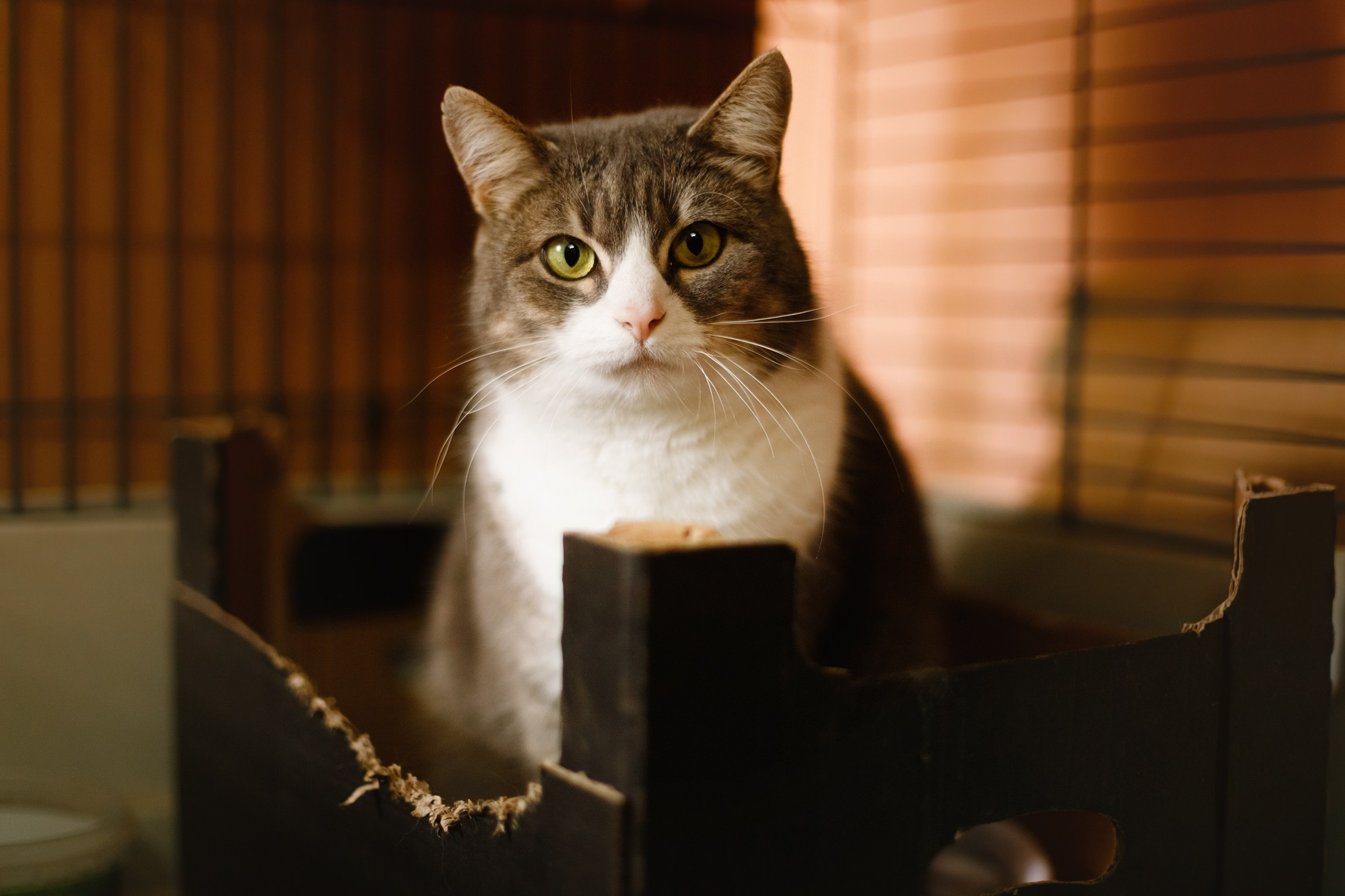 Shelter's cats for adoption. Kaja | fotograf we Wrocławiu | ludzie i psy