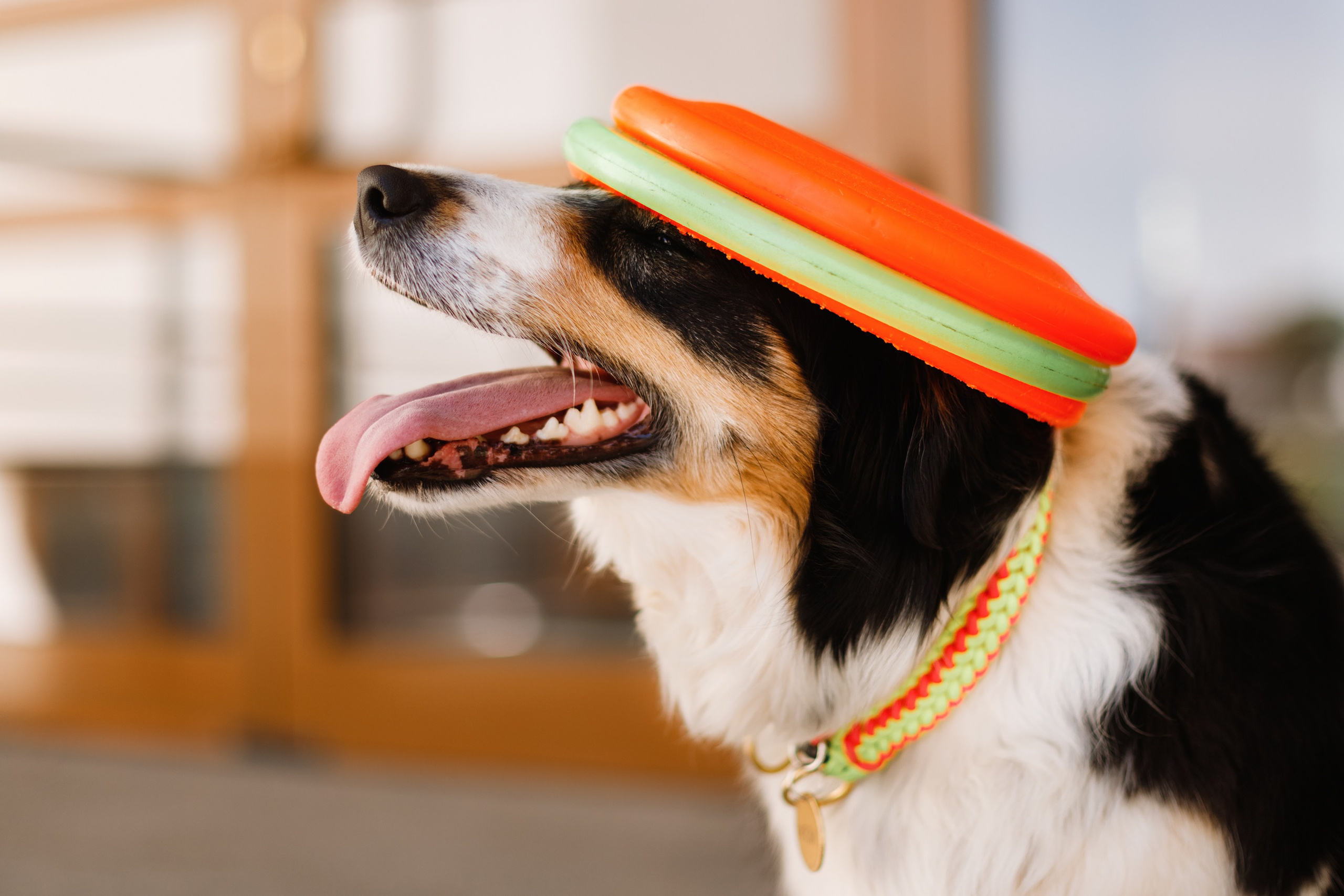 Dog trainer blog content. Kaja | fotograf we Wrocławiu | ludzie i psy