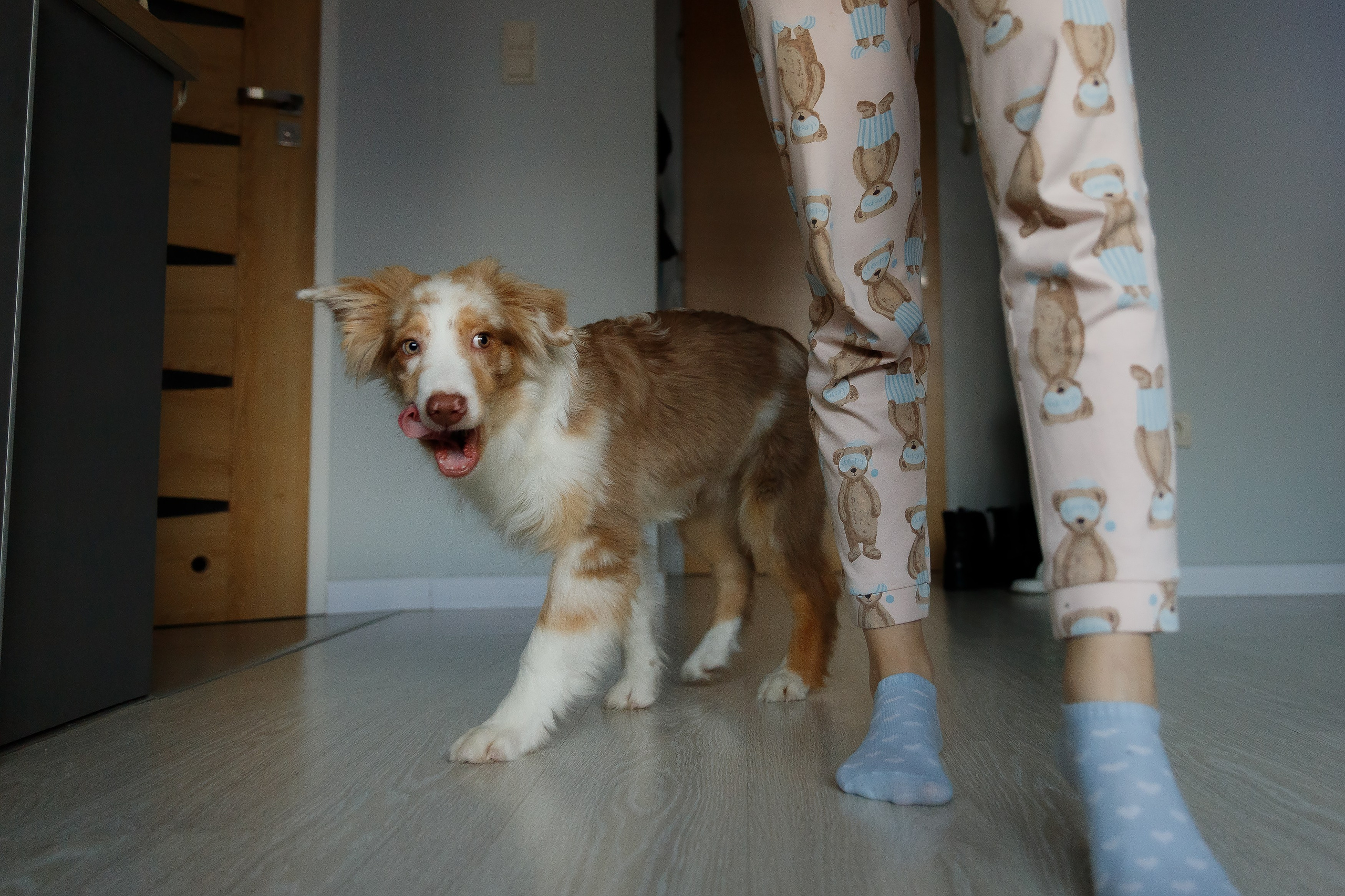 Fotografia psów Wrocław. Kaja | fotograf we Wrocławiu | ludzie i psy