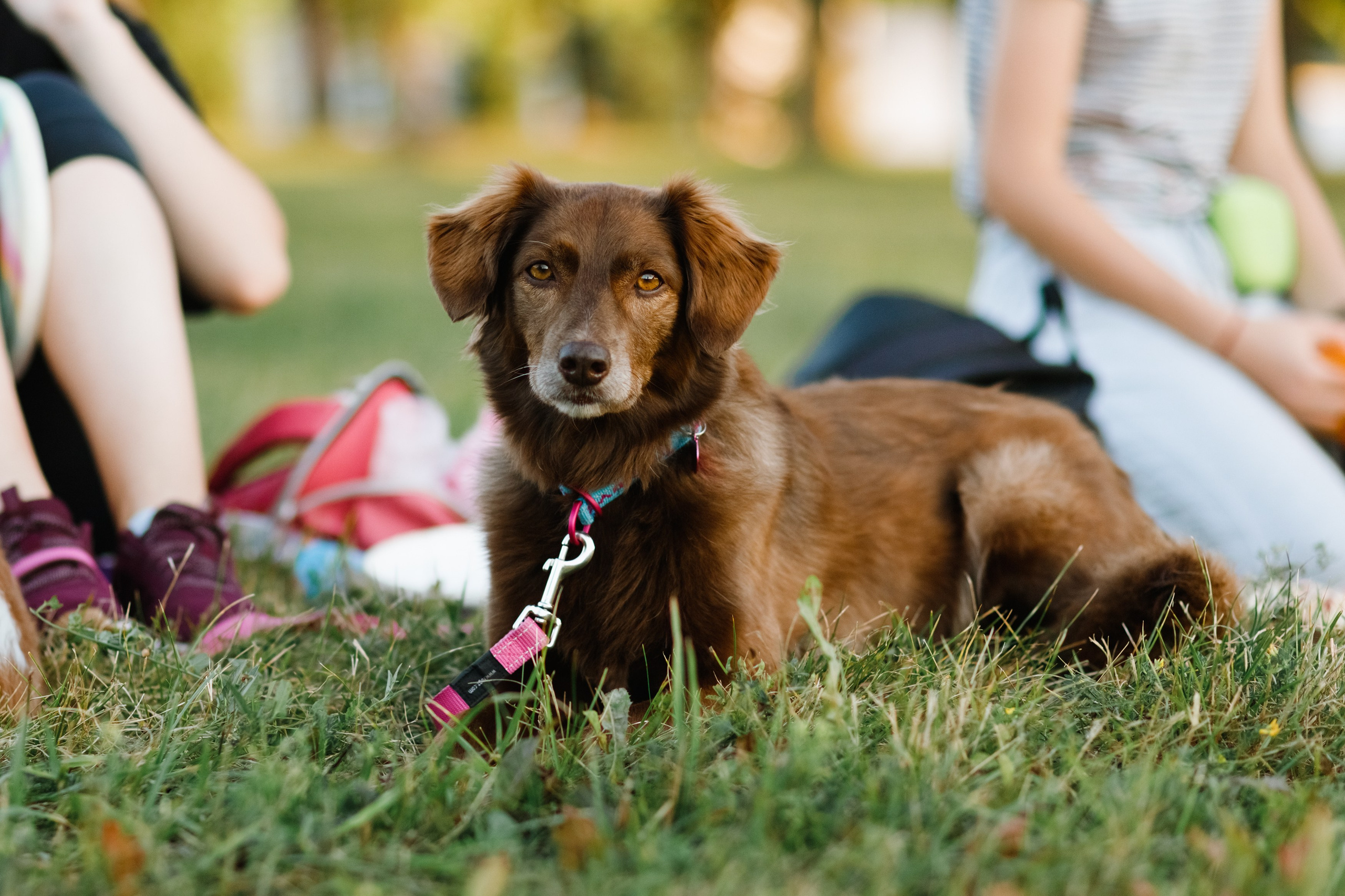 Frisbee workshop of Darya Lukina. Kaja | fotograf we Wrocławiu | ludzie i psy