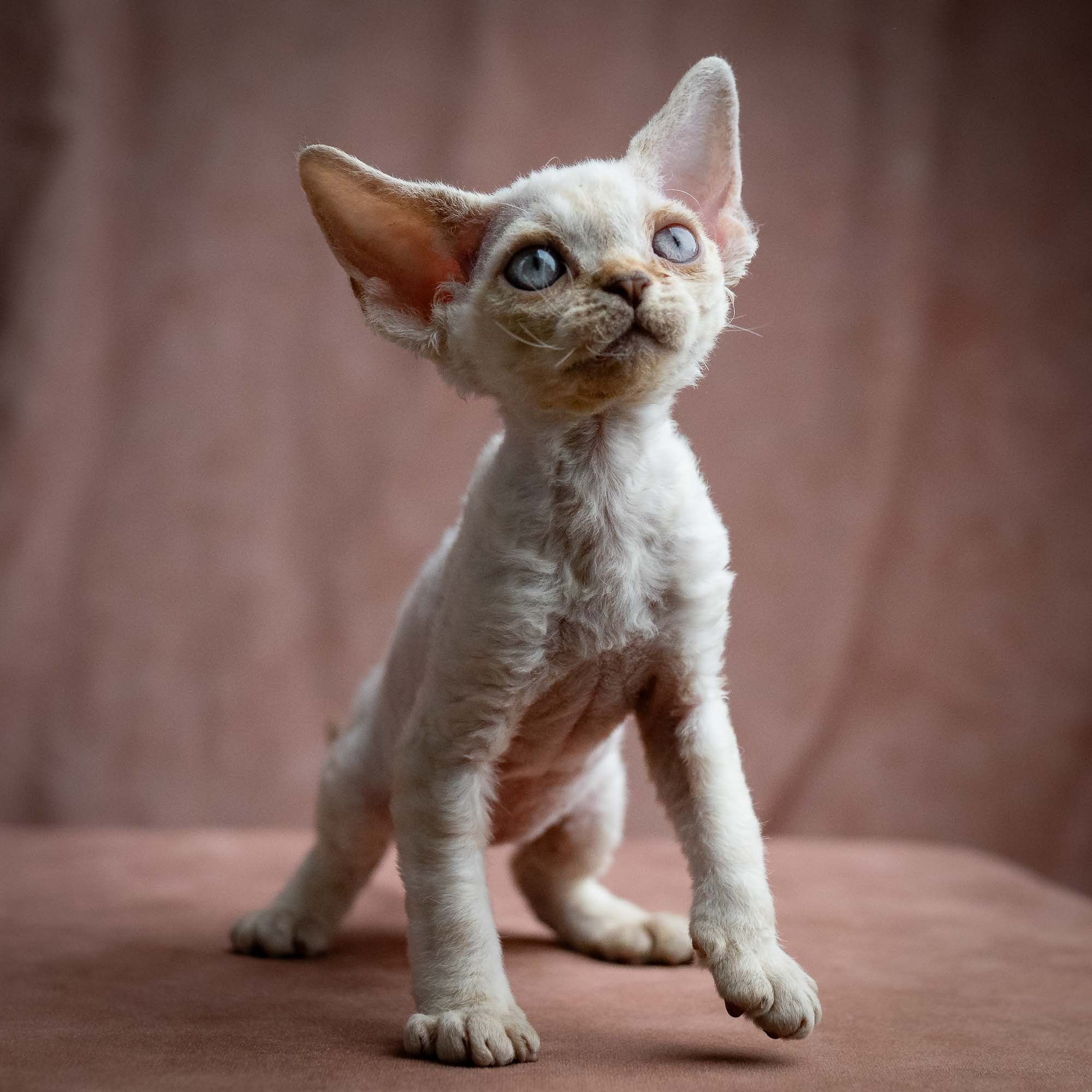 Selena, girl, born 05.08.26. Devon Rex Pixie Cattery