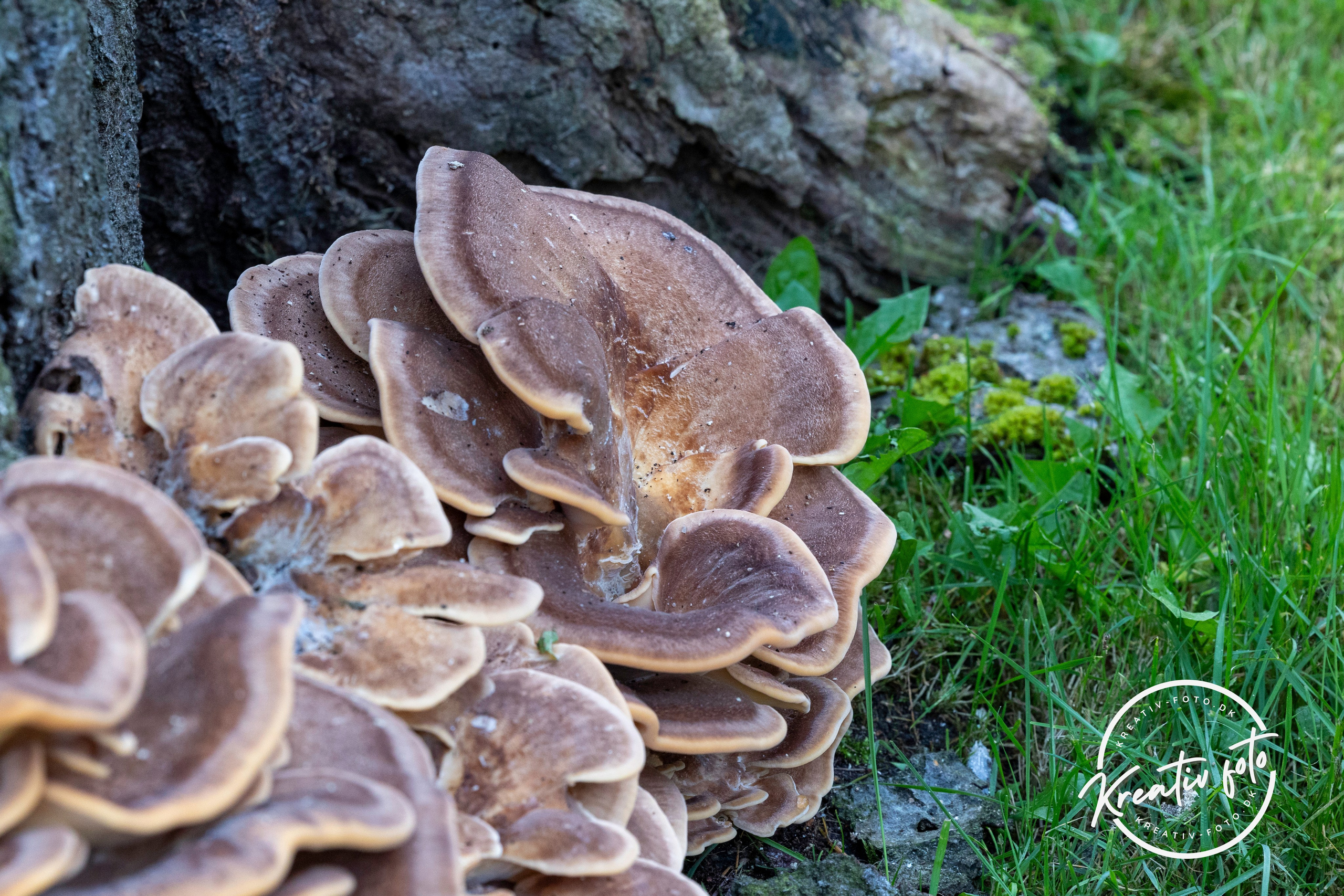 Efterår. Fotograf Aarhus | Portrætfoto Århus | Flotte billeder