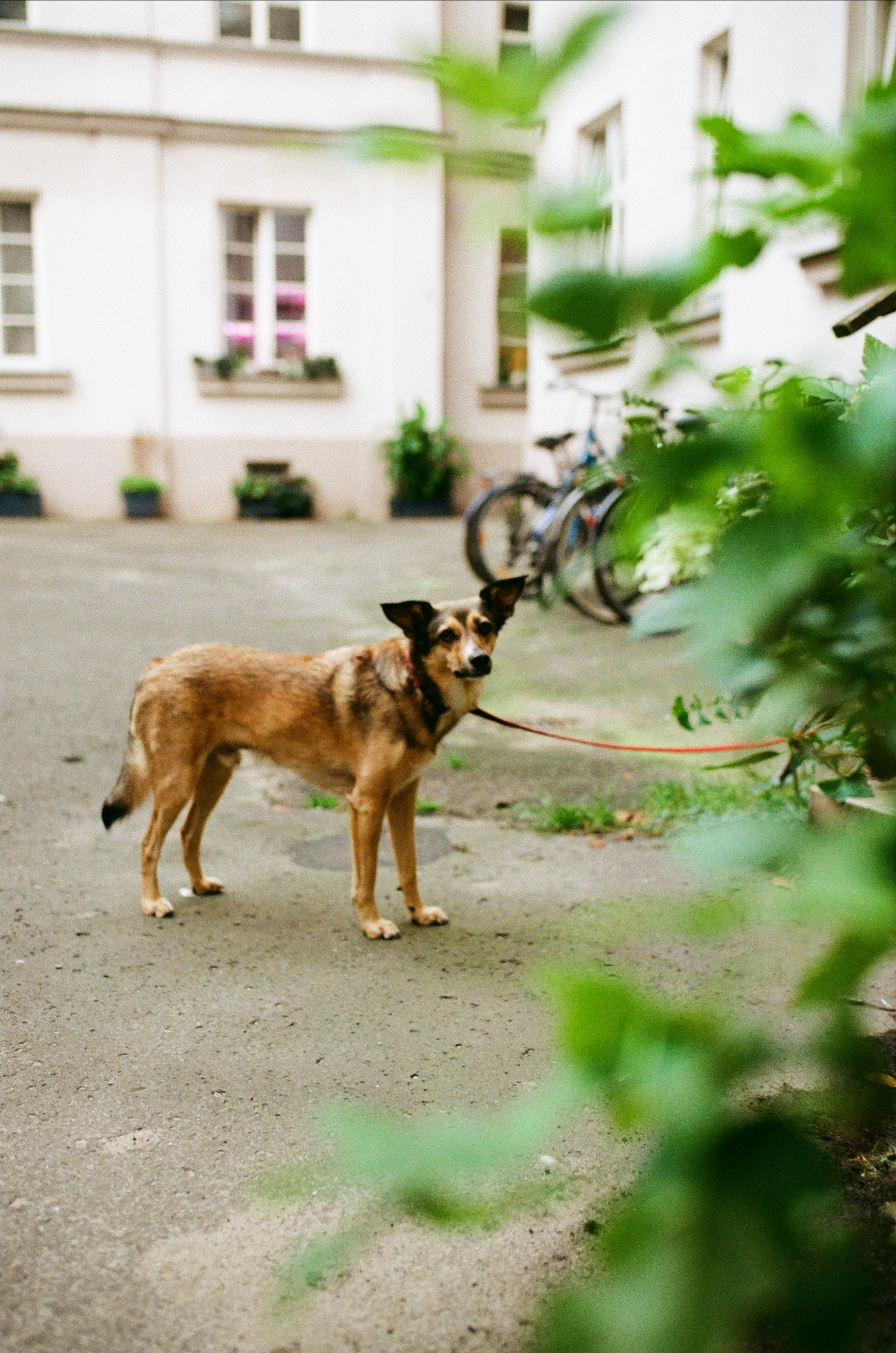Street. VeloKoza fotografia ślubna Łódź
