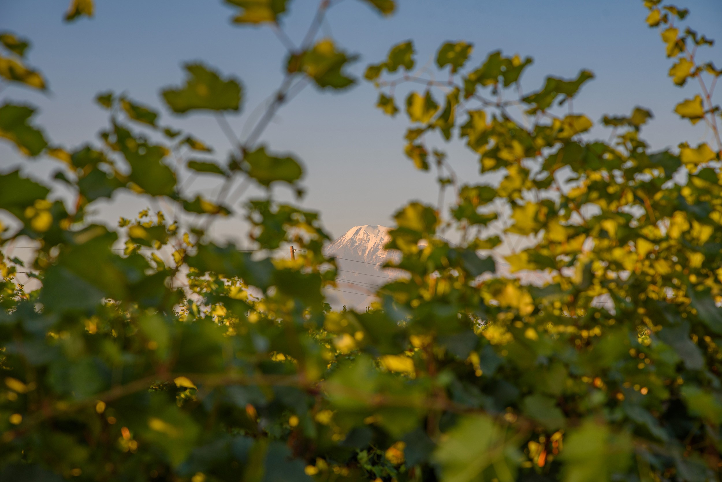 Azaria Winery. Фотограф в Ереване