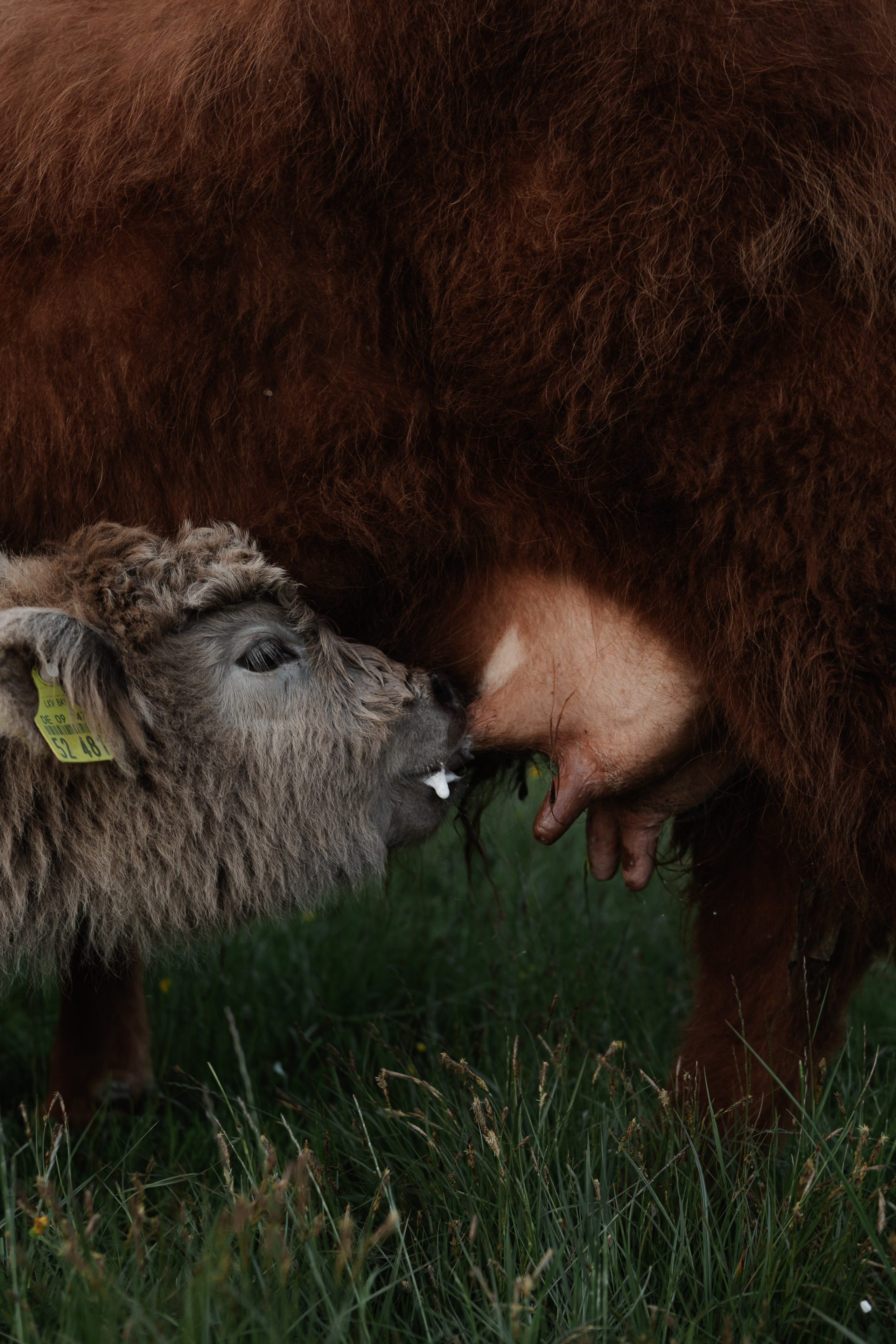 Reportage-Shooting. Fotografin Larysa Chepurko| Füssen| Garmisch-Partenkirchen| Weilheim| Schongau| Murnau| München | Hochzeitsfotograf Füssen | Larysa Photo