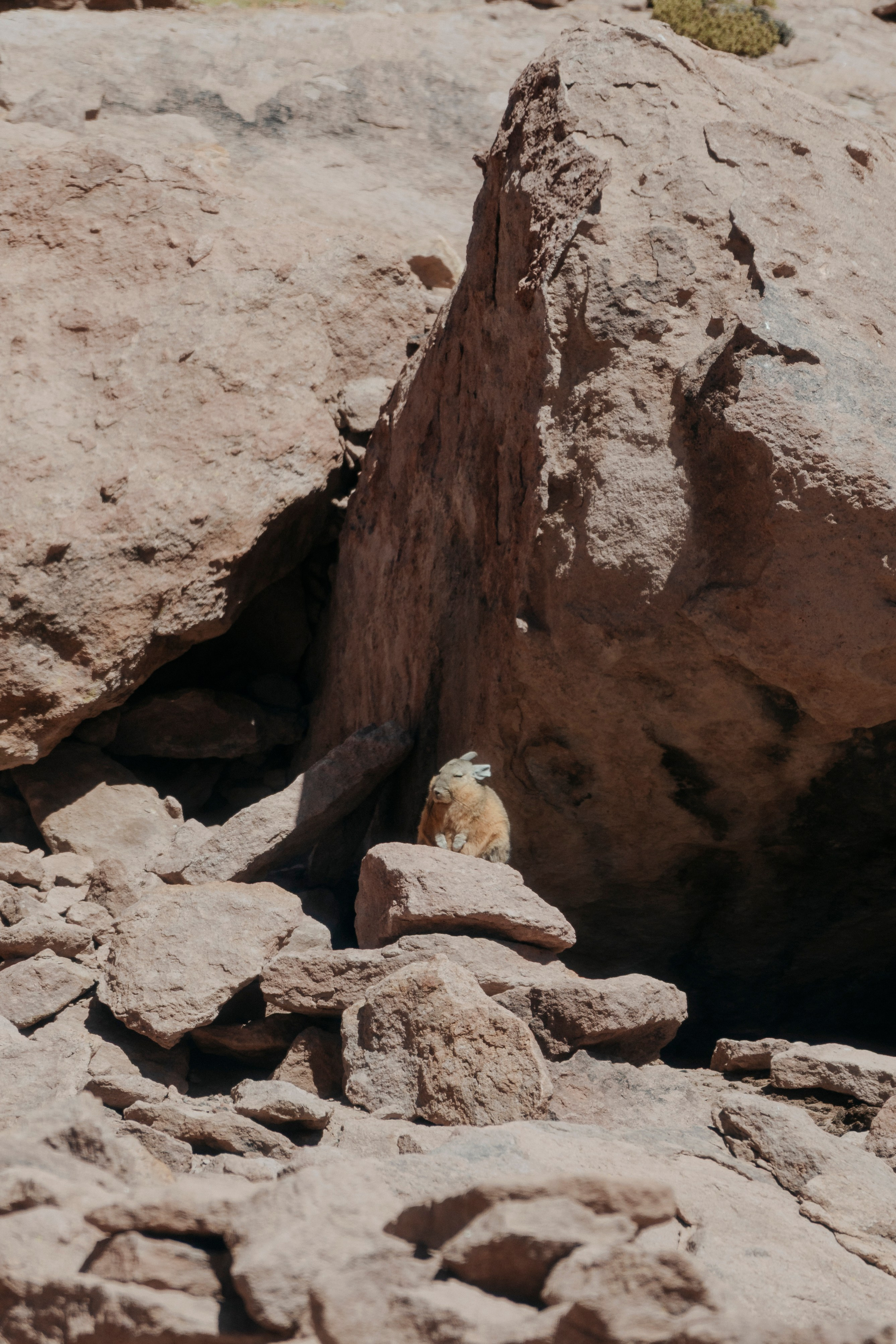 Geyser El Tatio (cobertura en tour privado). Principal