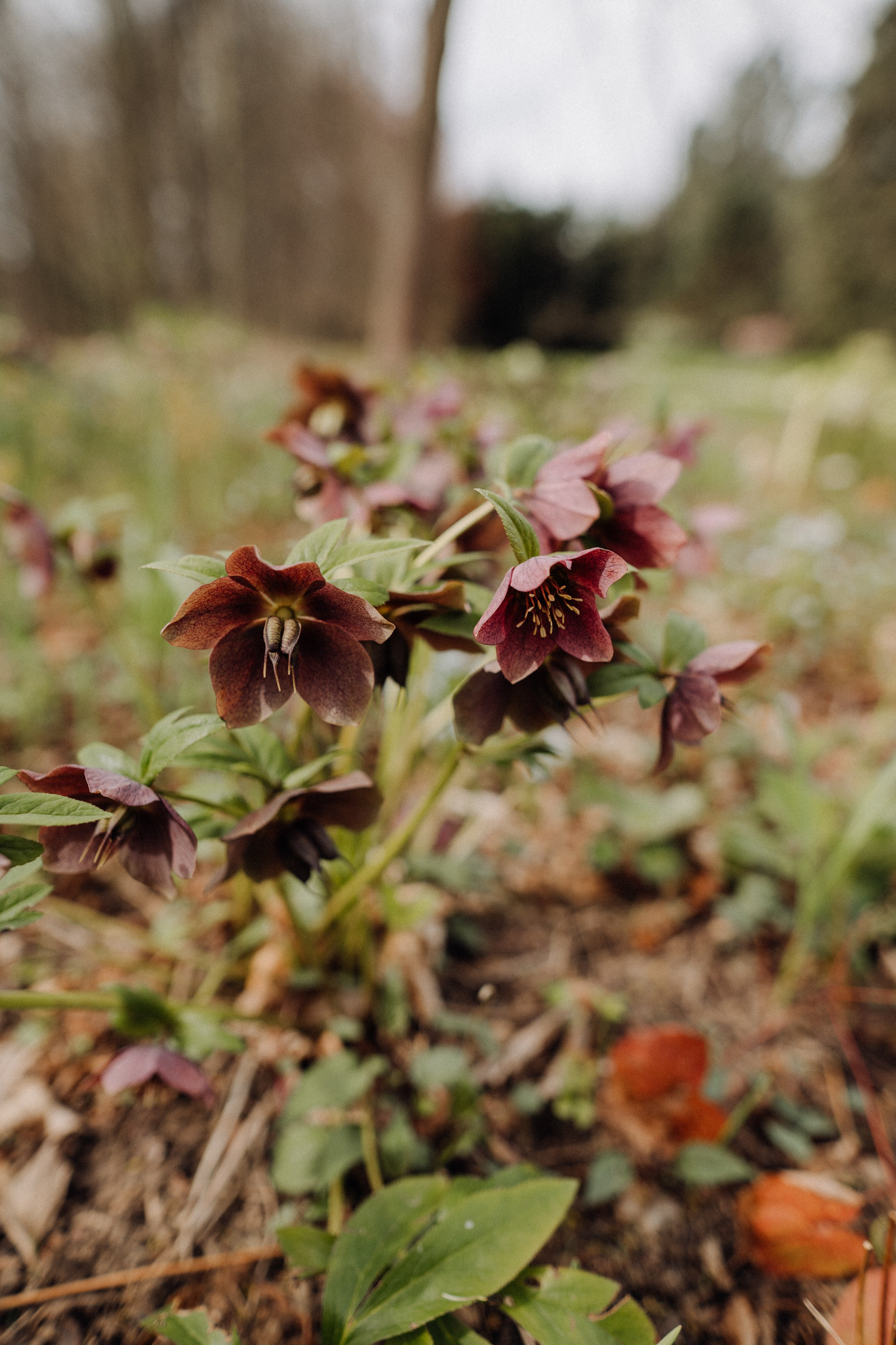 Nature. Фотограф в Праге Анна Лебедева