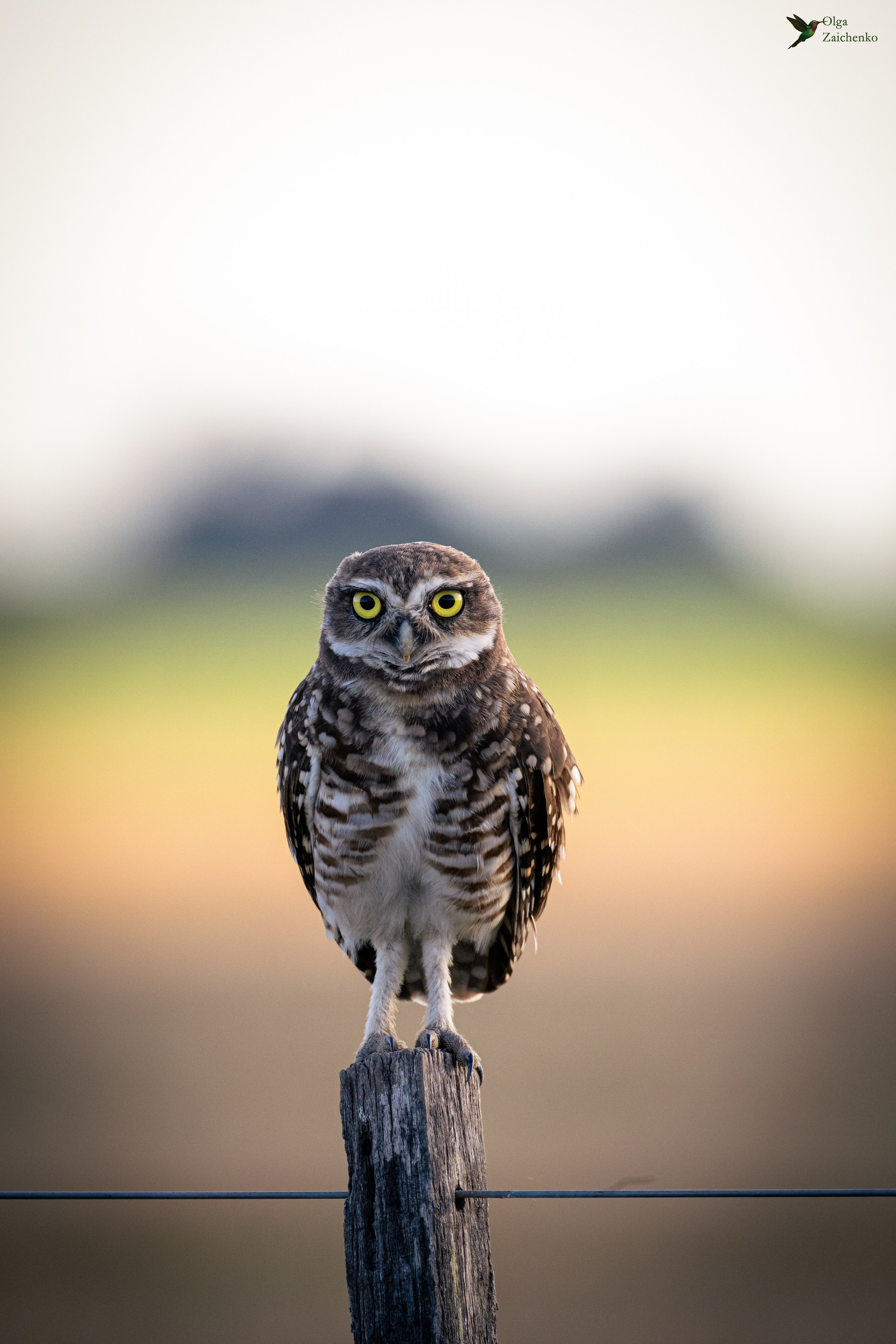 Lechucita vizcachera