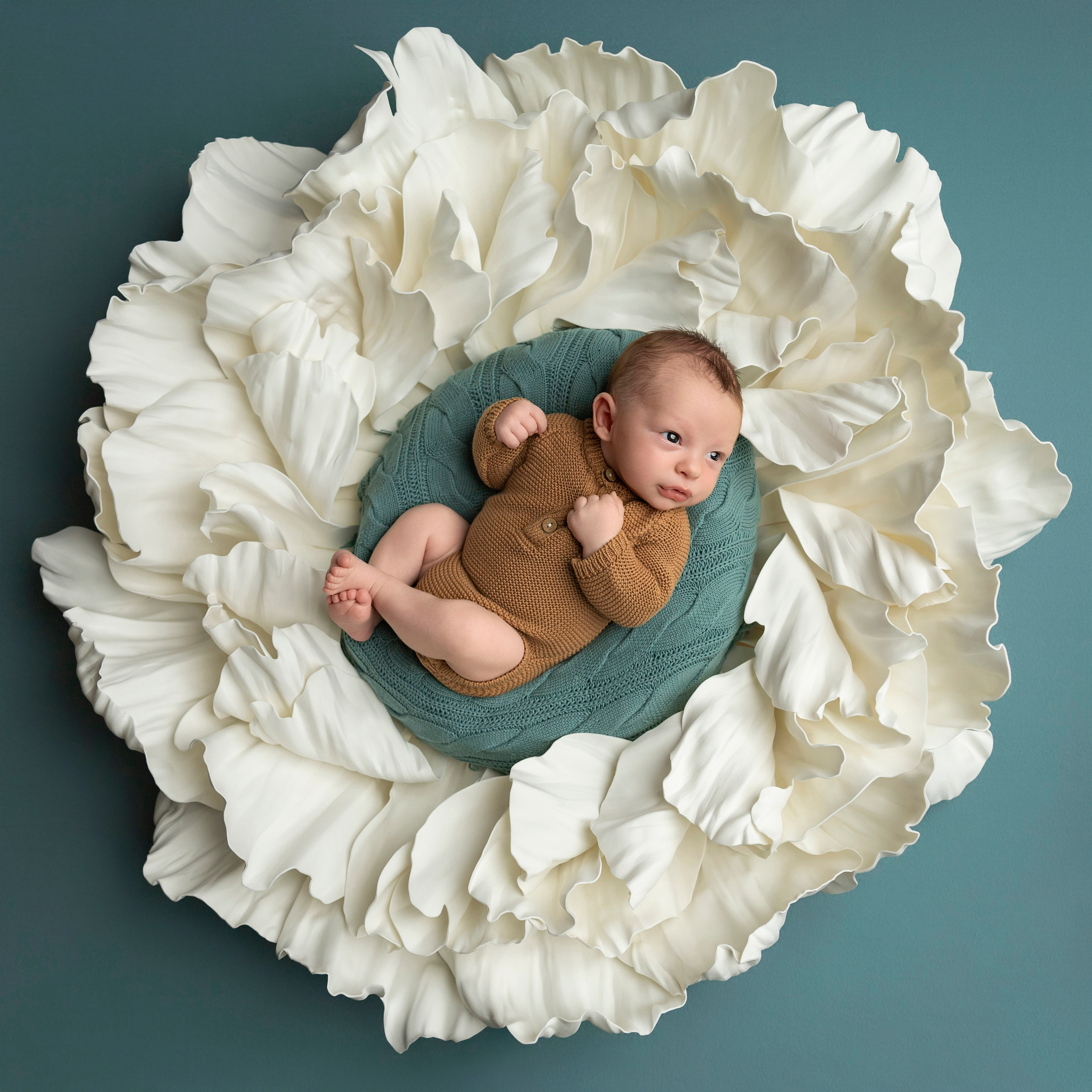 white baby nest flower with teal background