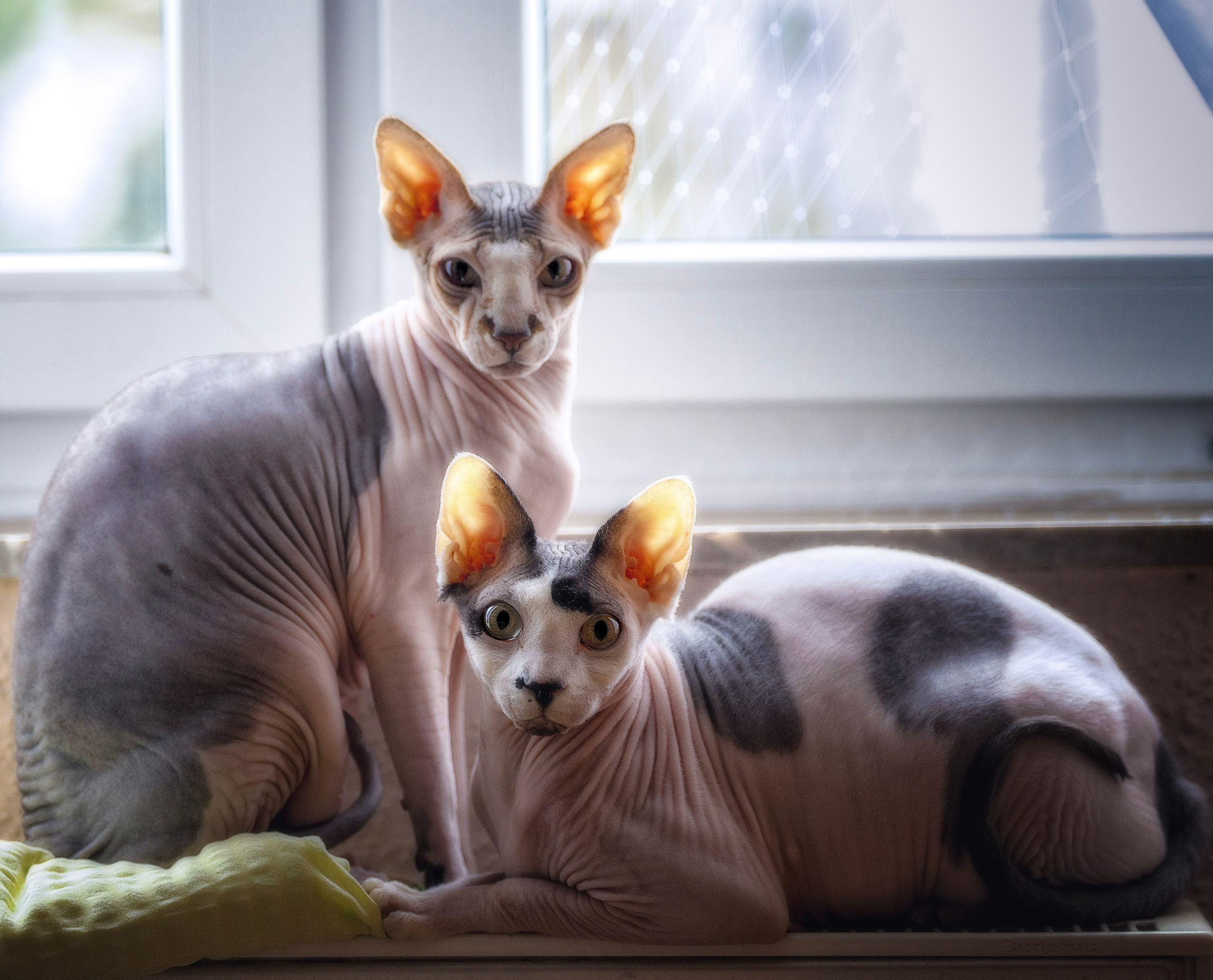 Katzen. LUKIN IGOR Photography