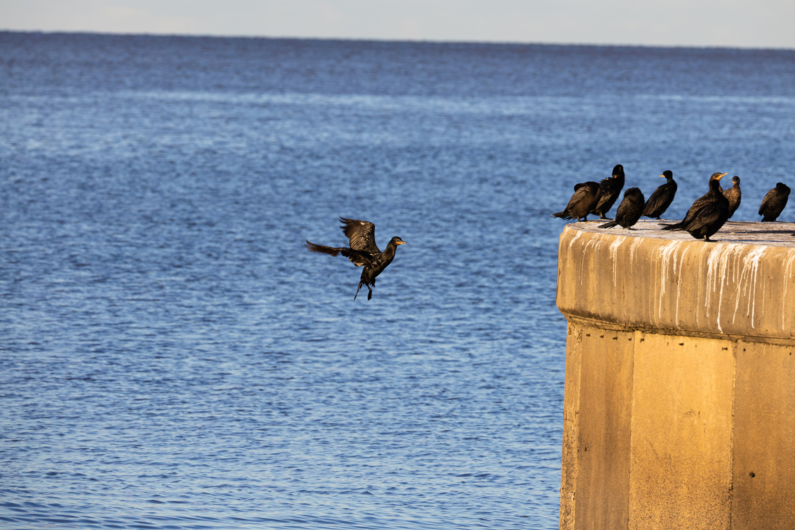 WildLife. Фотограф в Буэнос-Айресе