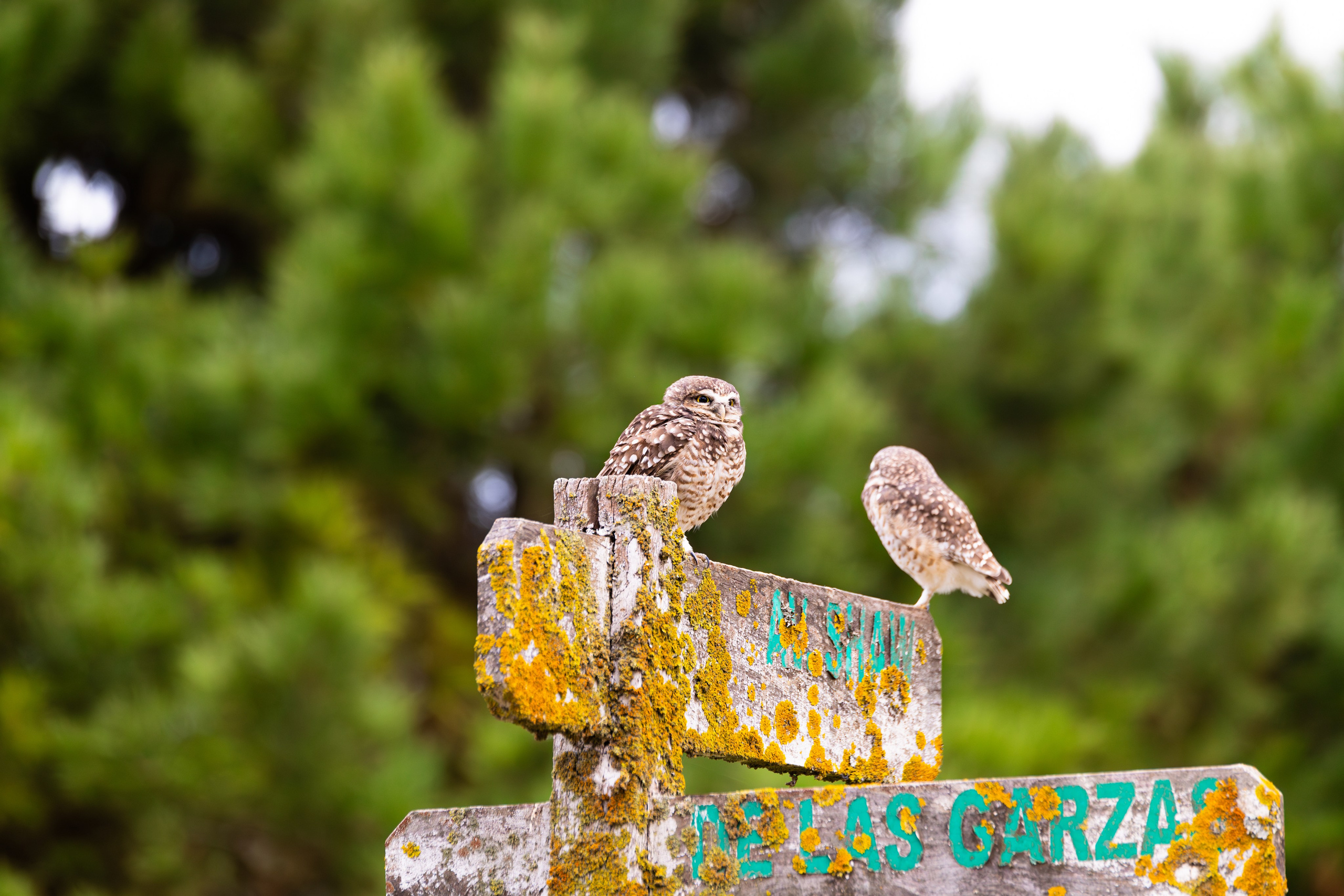 WildLife. Фотограф в Буэнос-Айресе