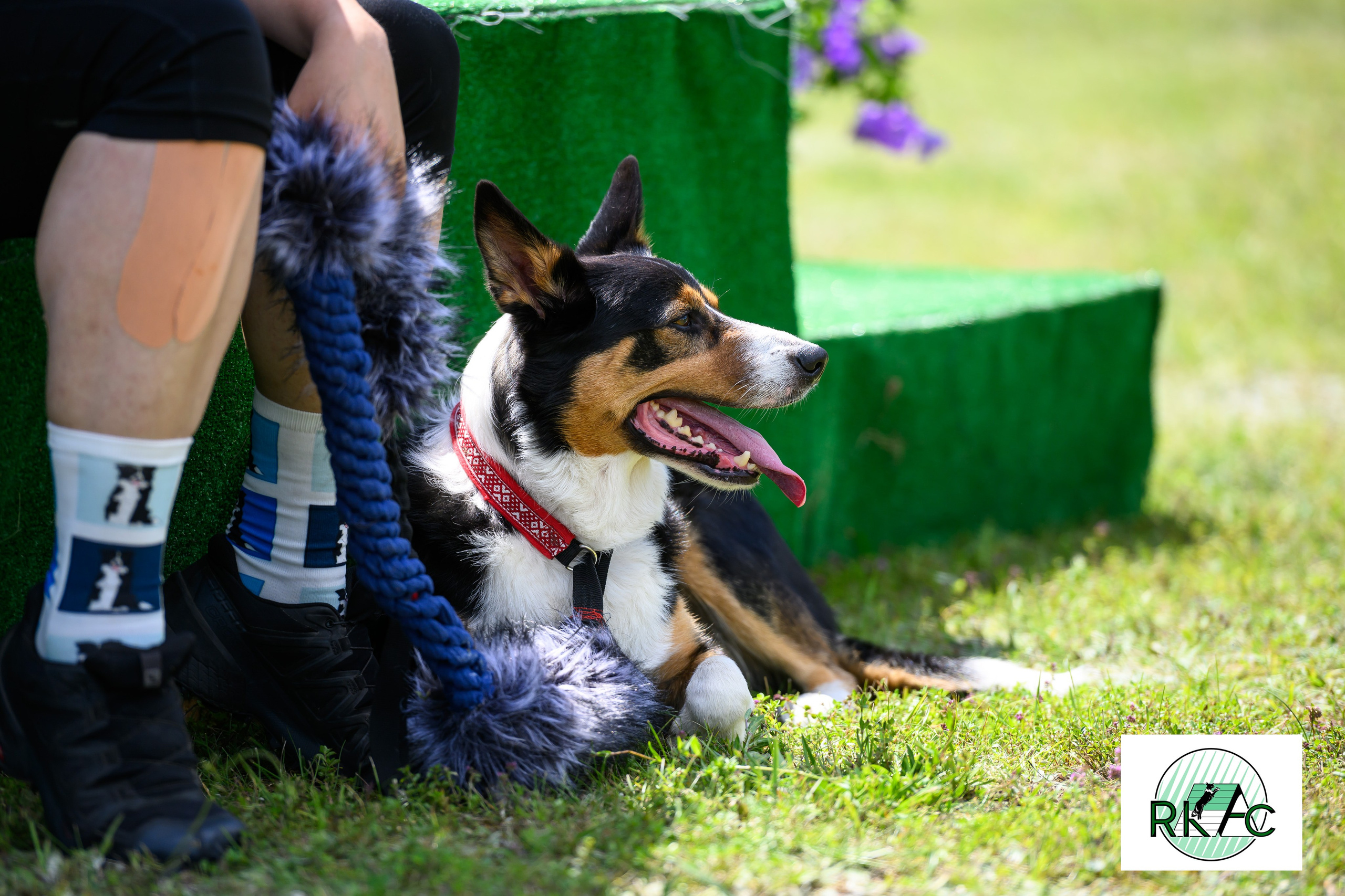 Suņu sacensības veiklībā. Ritvars Pujats Emotion Photographer
