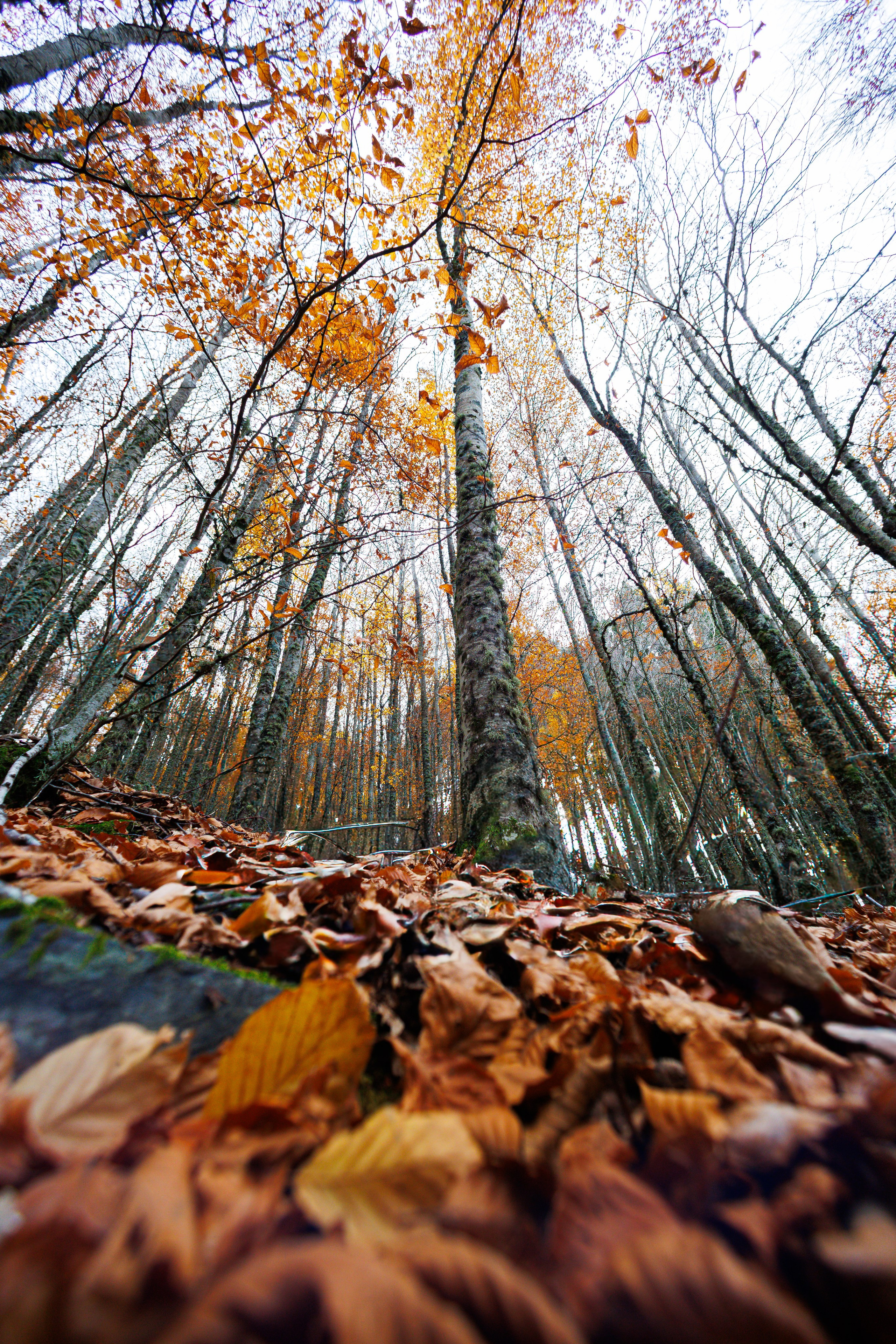 Fotografia de Natureza – Portfólio | Paulo Marques Photography. Paulo Marques Photography