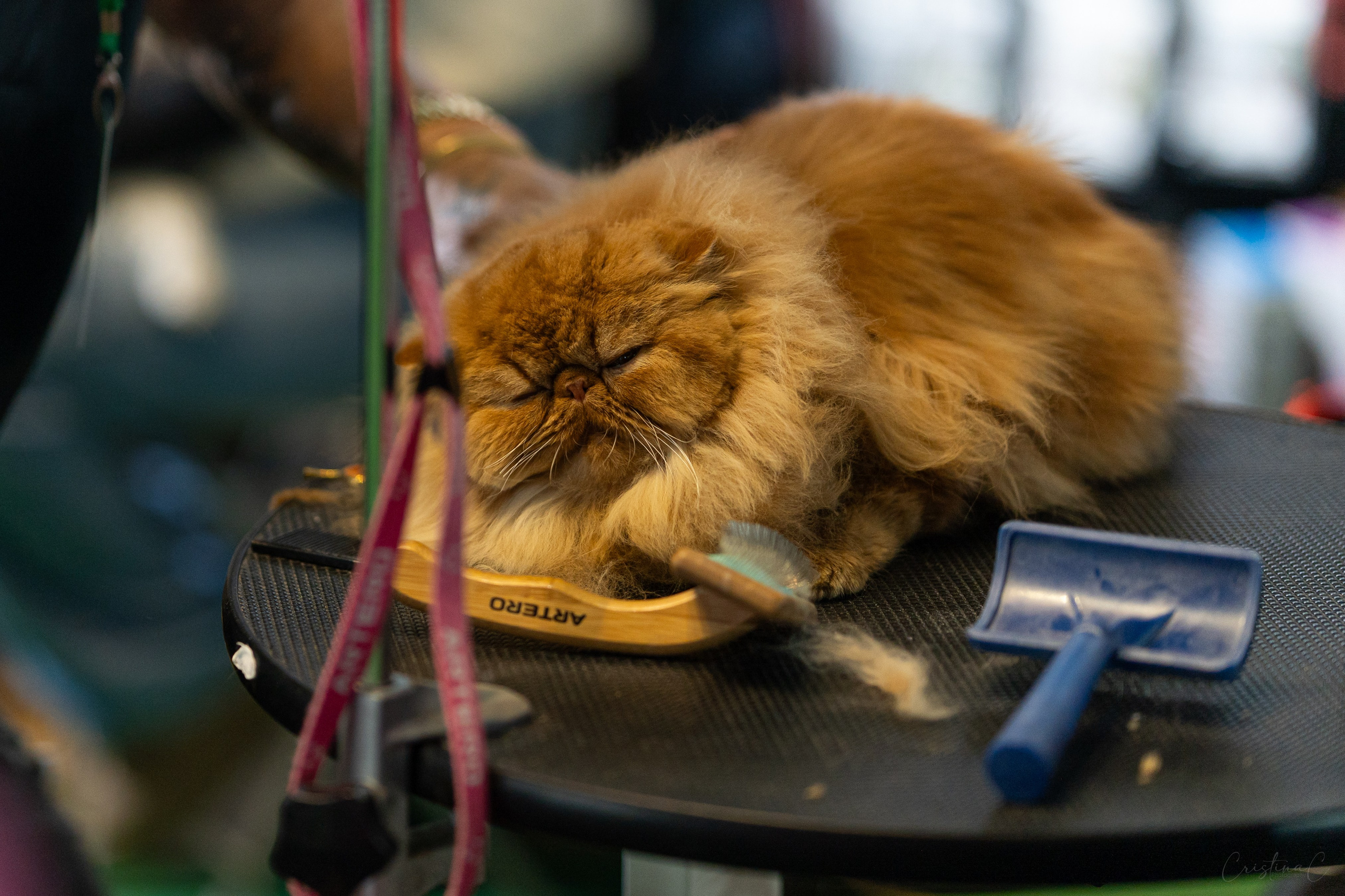 Pet Expo 2025. Bycristinaciobanu