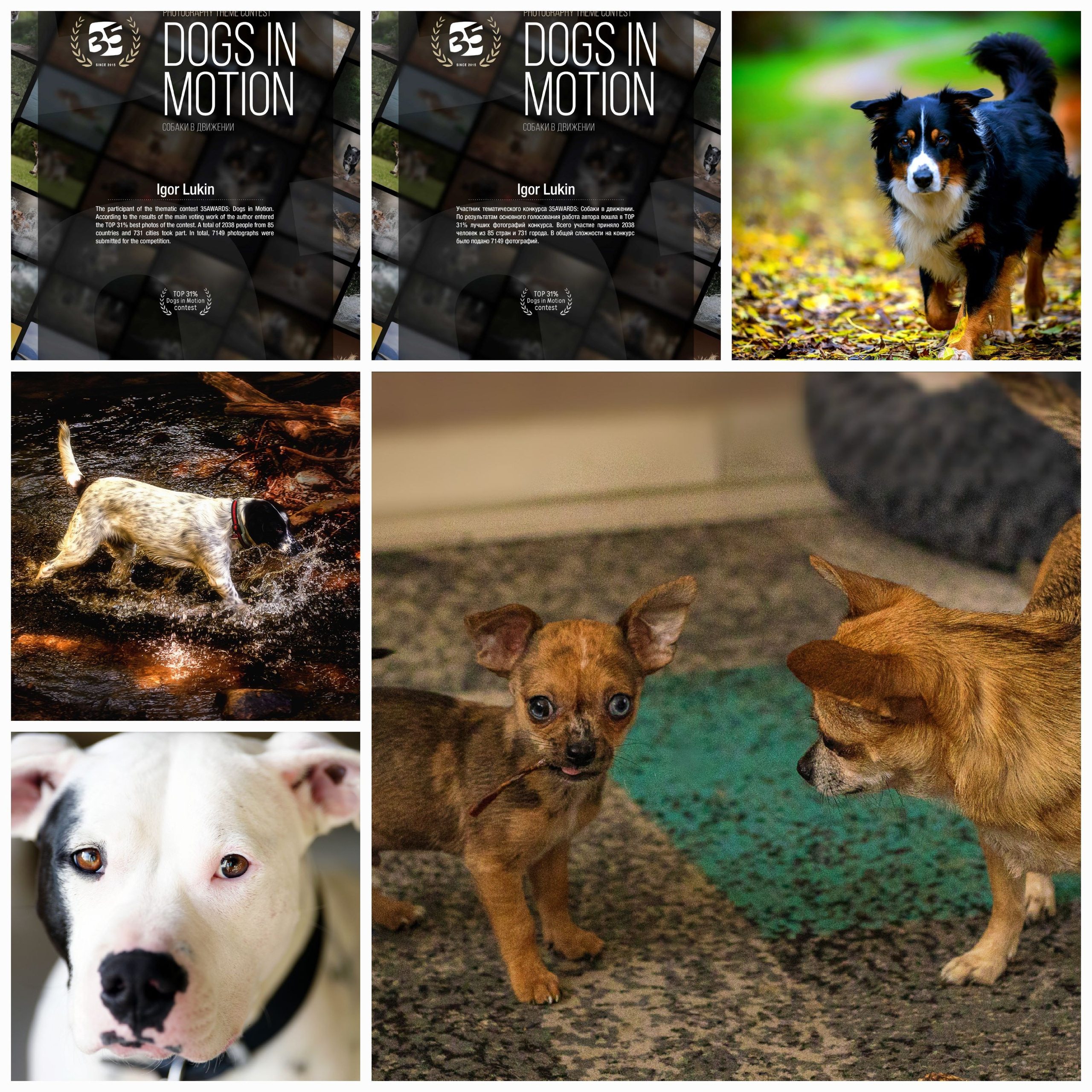 САБАКИ В ДВИЖЕНИИ. LUKIN IGOR Photography